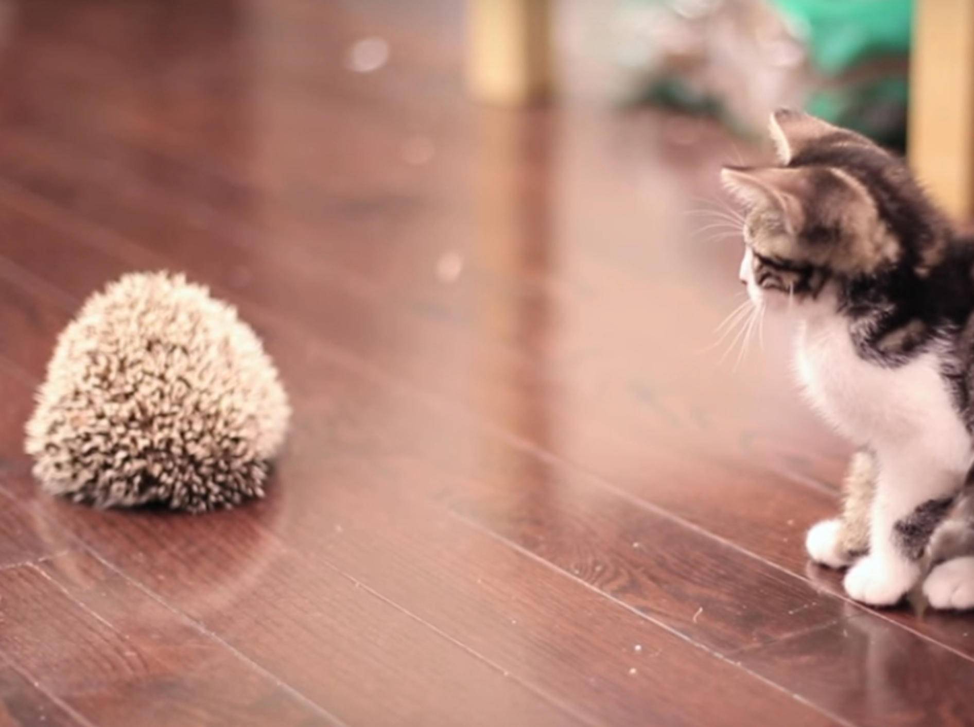 Wie niedlich! Diese Babykatze lernt einen Igel kennen - YouTube/TheSorryGirls