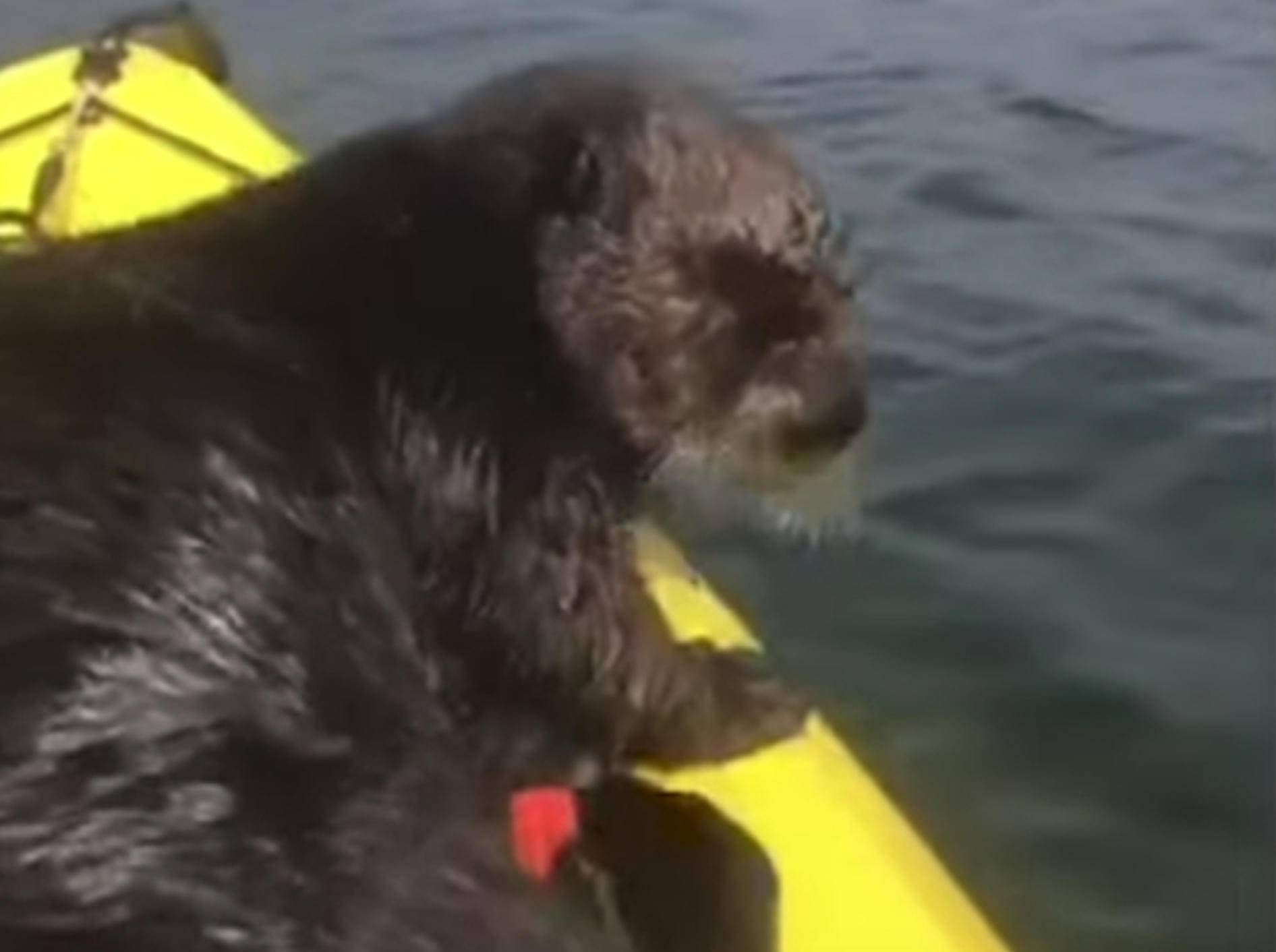 Putzig! Dieser Otter hat richtig Spaß bei einer Kanufahrt - Bild: YouTube / Unilad
