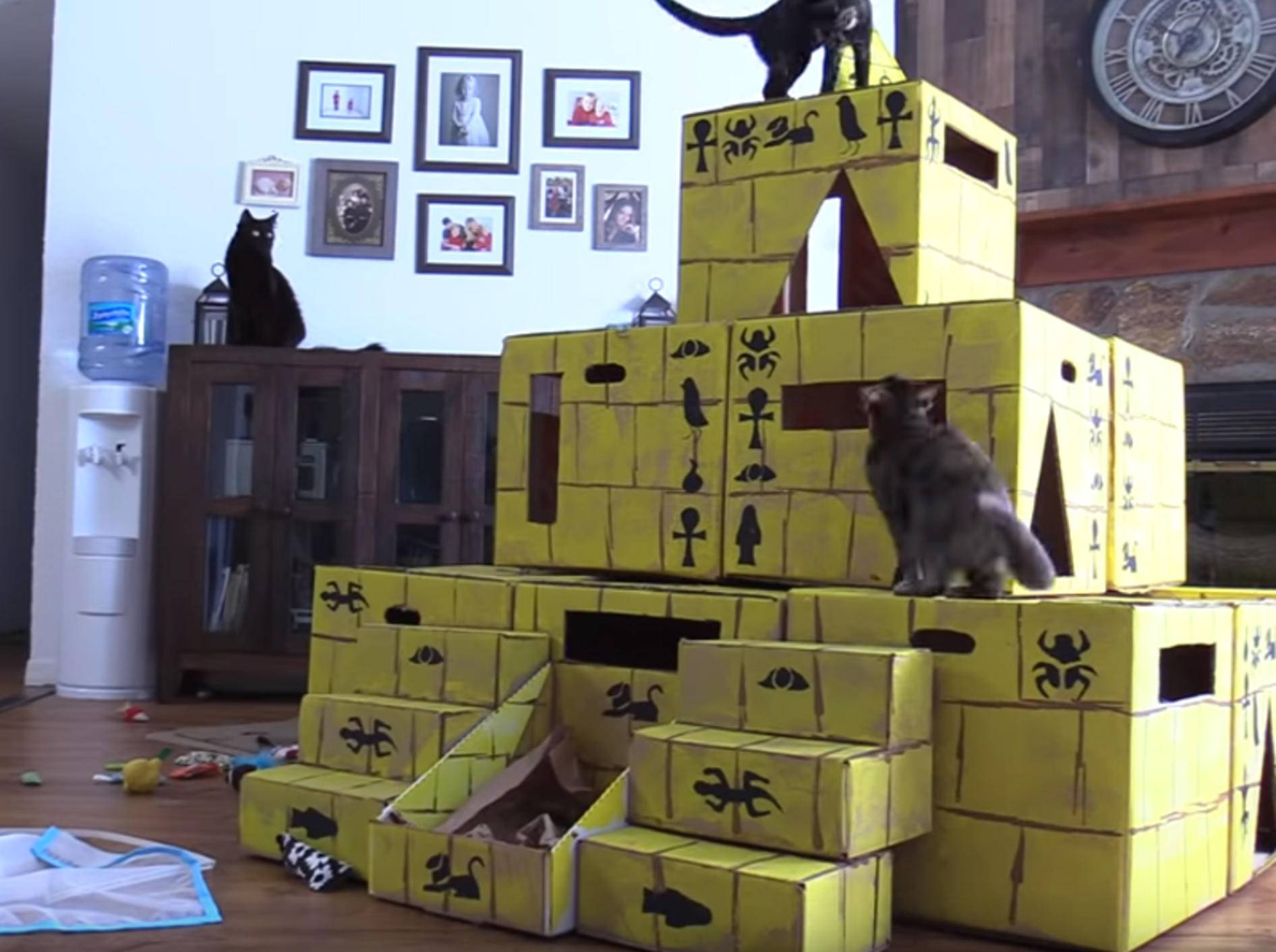 Nicht nur Cole und Marmelade, sondern auch Zig Zag und Jugg sind hellauf begeistert von dieser Karton-Pyramide - Bild: YouTube / Cole and Marmelade