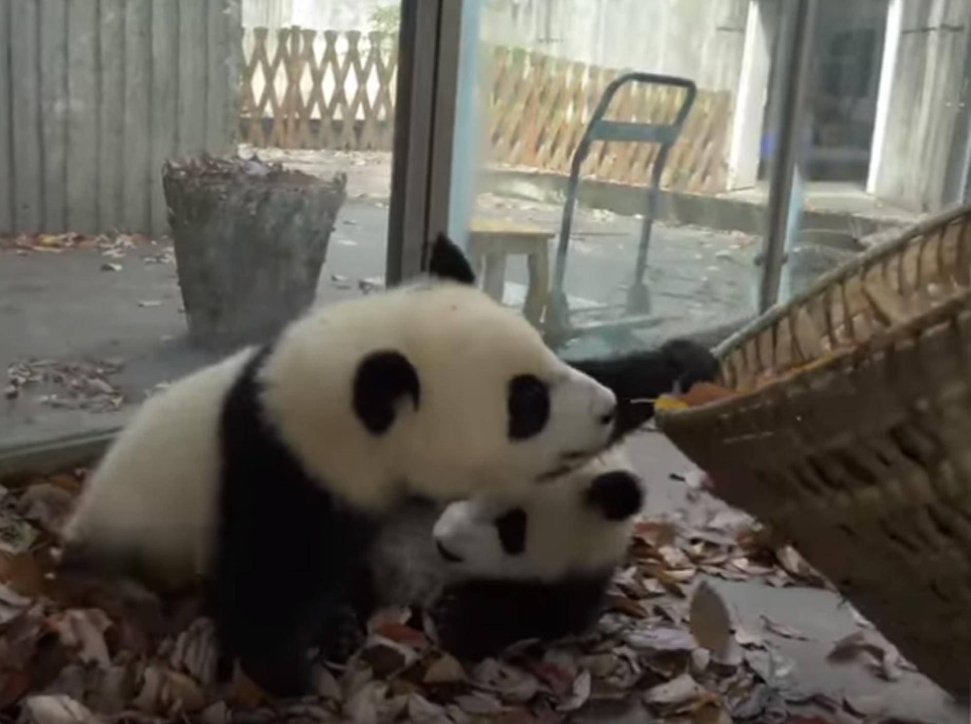 Diese Pandas haben Spaß im Laub - Bild: YouTube / 游浮生