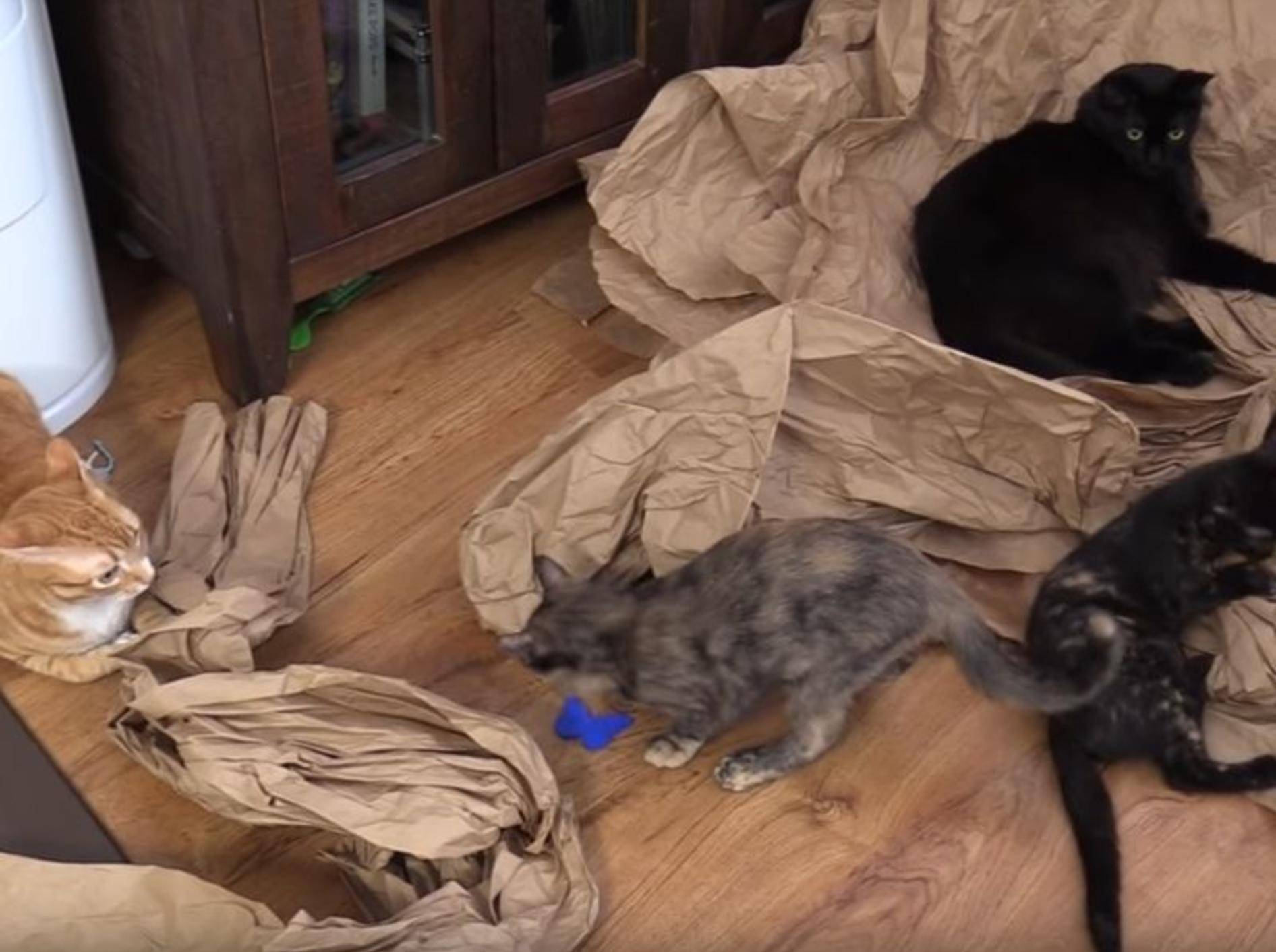 Cole & Marmalade treffen auf ihre Katzenschwestern Jugg & Zig Zag – YouTube / Cole and Marmalade