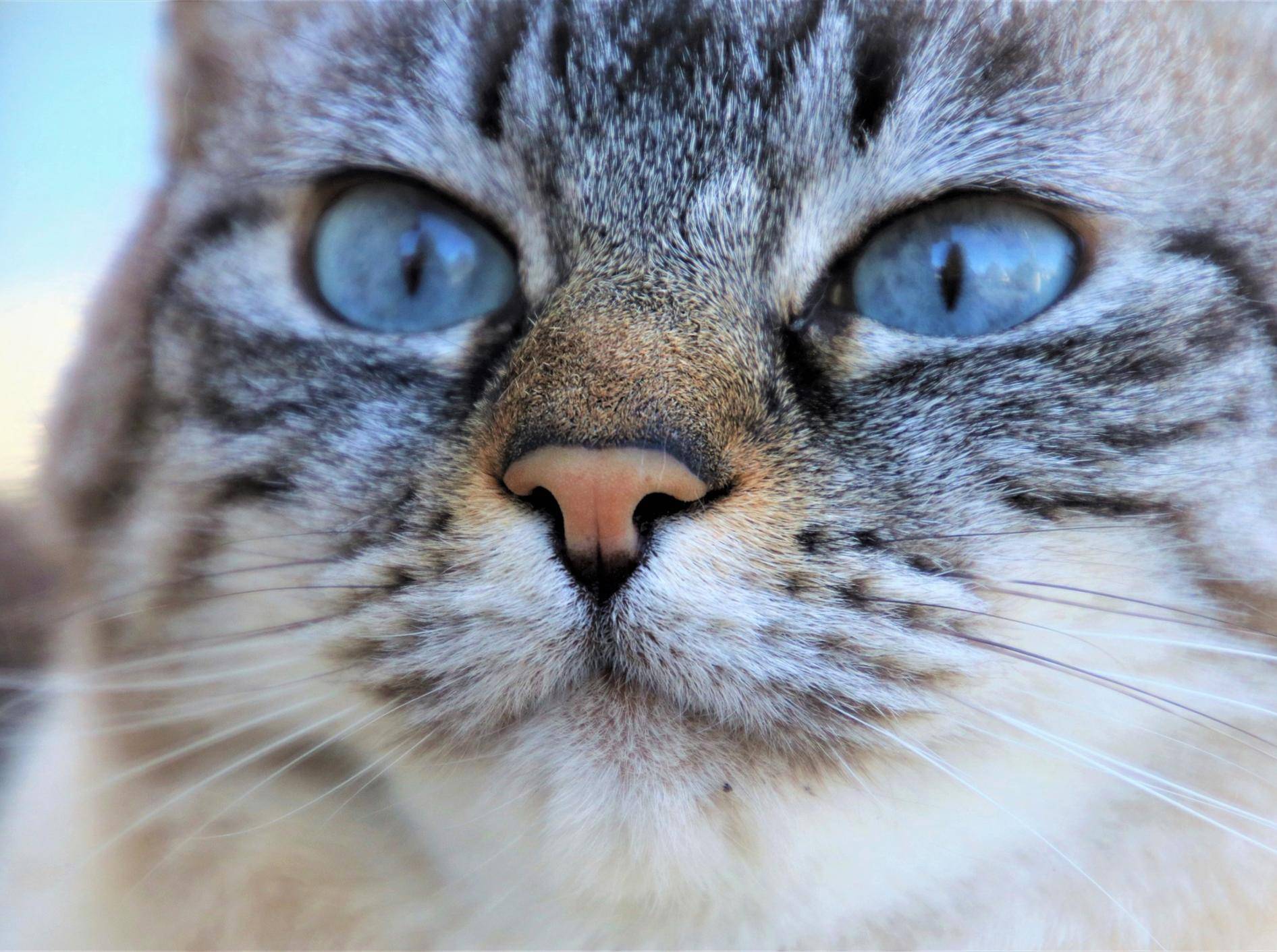 Katzengesicht in Nahaufnahme mit Fokus auf die Nase