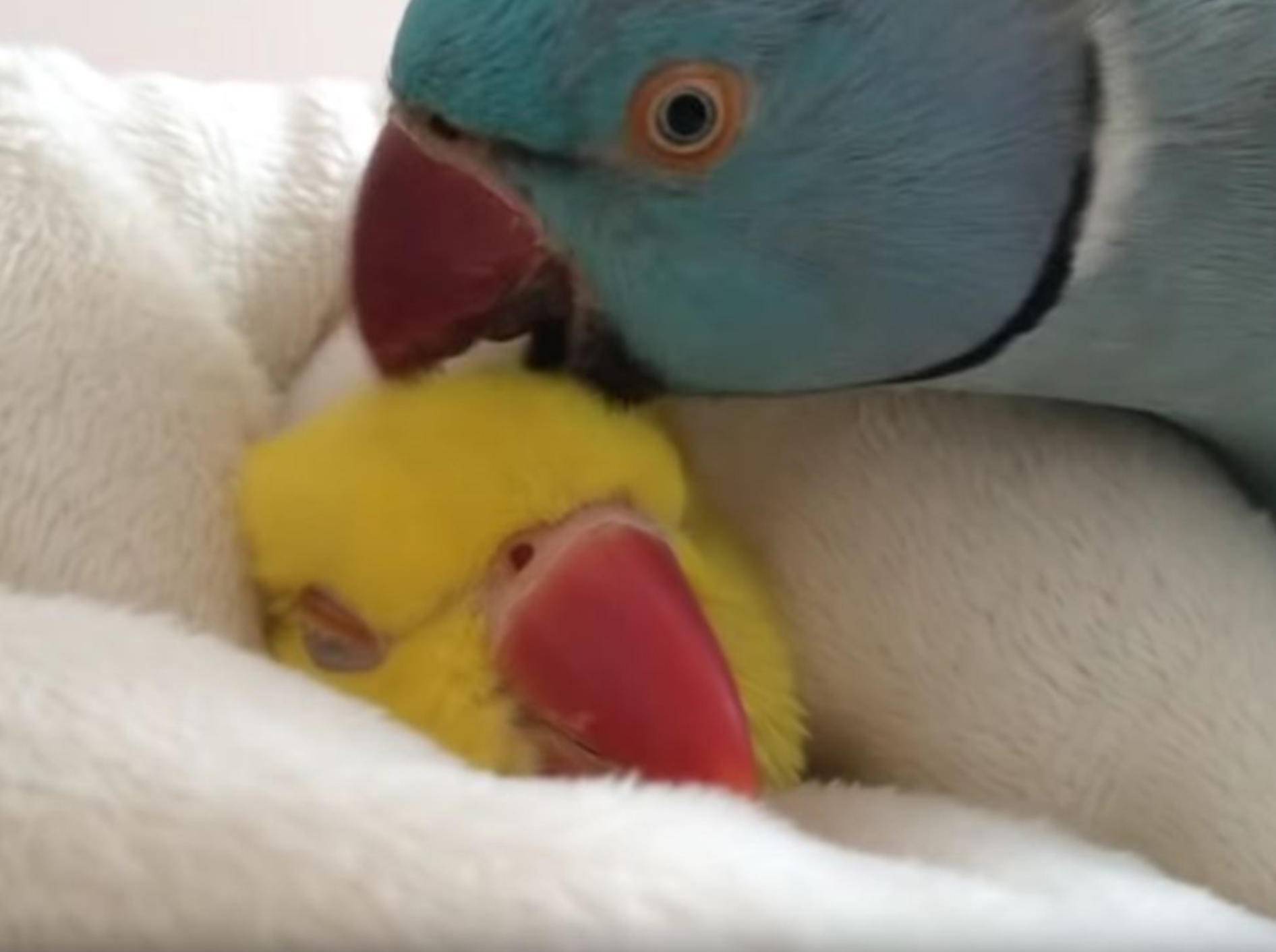 Eingeschnuckelter Papagei will noch etwas weiterdösen – YouTube / Rumble Viral