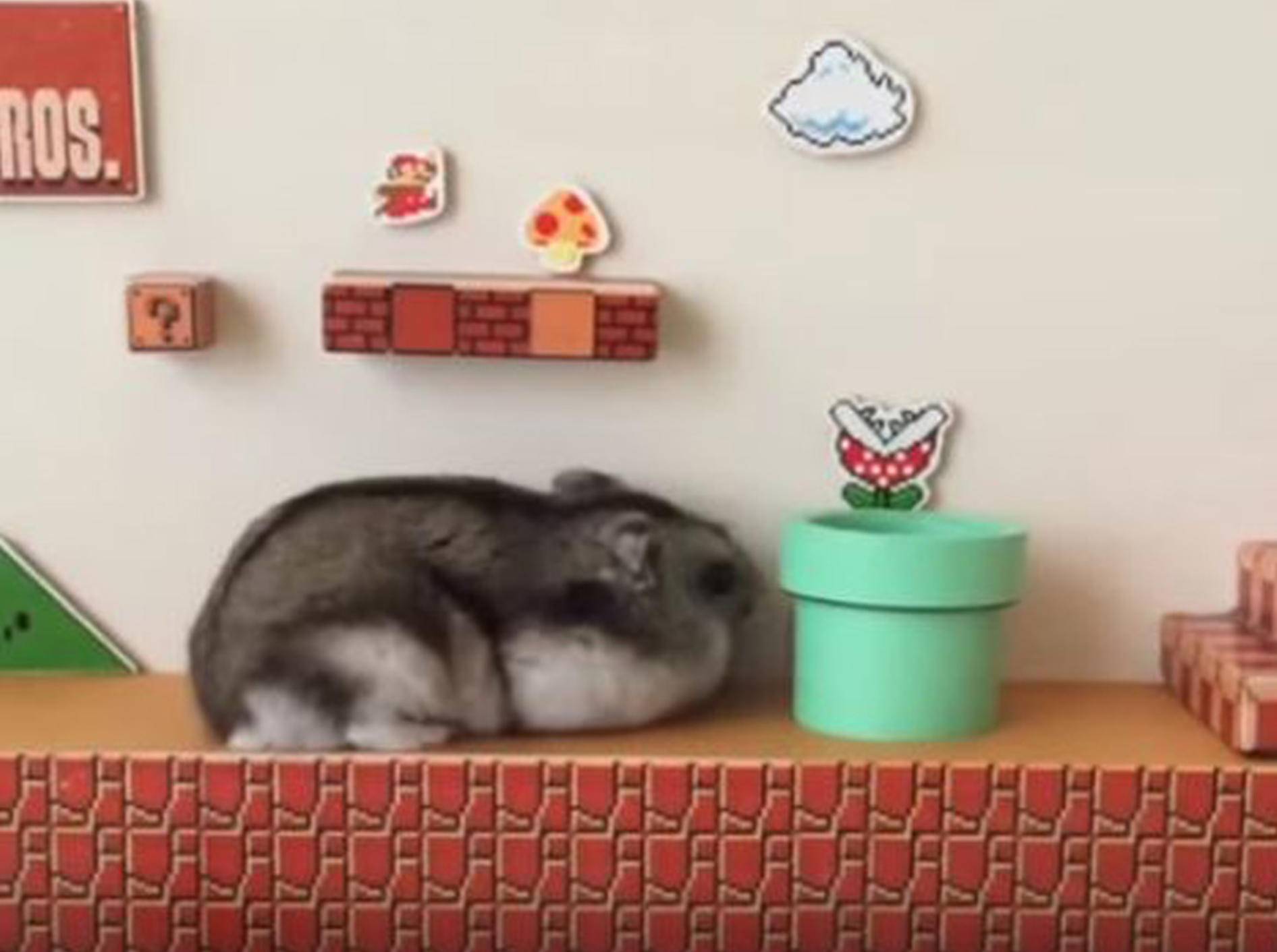 Dieser kleine Hamster macht einen auf Super Mario - Bild: YouTube / Matt mimeq