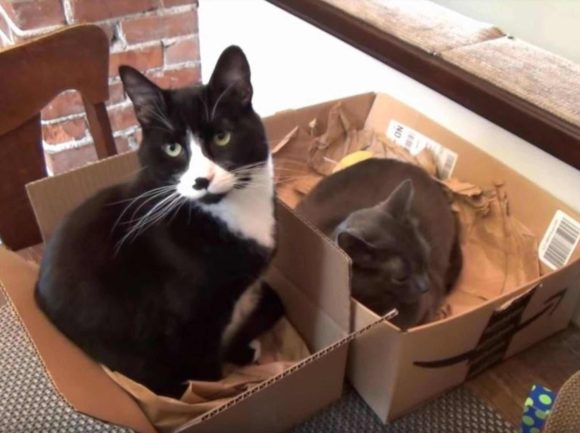 Katzen und Kartons: Eine Liebesgeschichte – YouTube / The Kits Cats
