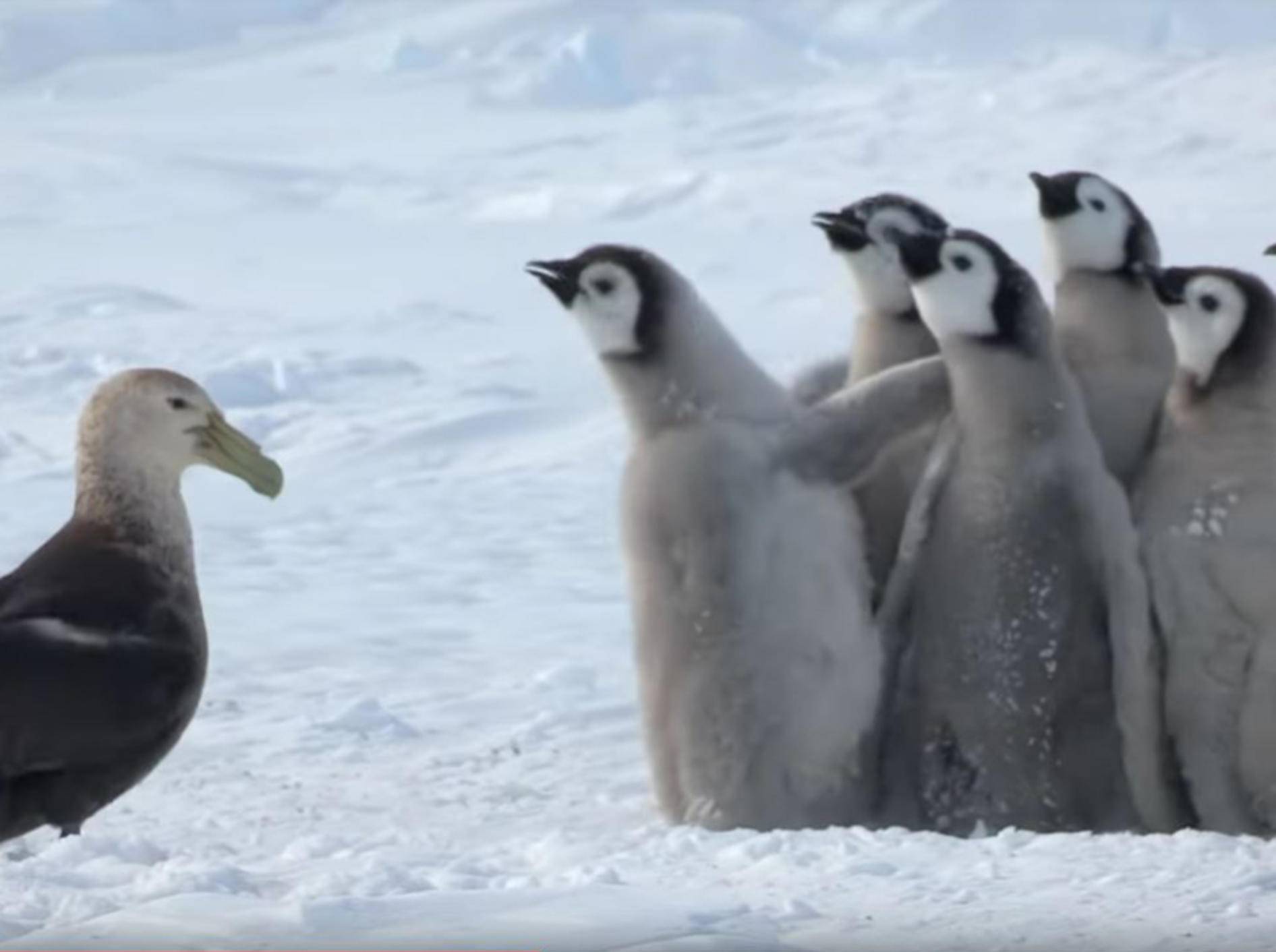 Pinguinküken in letzter Sekunde vor Riesensturmvogel gerettet! – YouTube / BBC