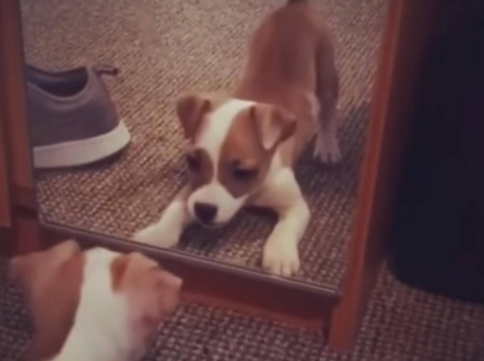 Dieser Jack Russell Terrier will doch nur spielen - Bild: YouTube / Rumble Viral