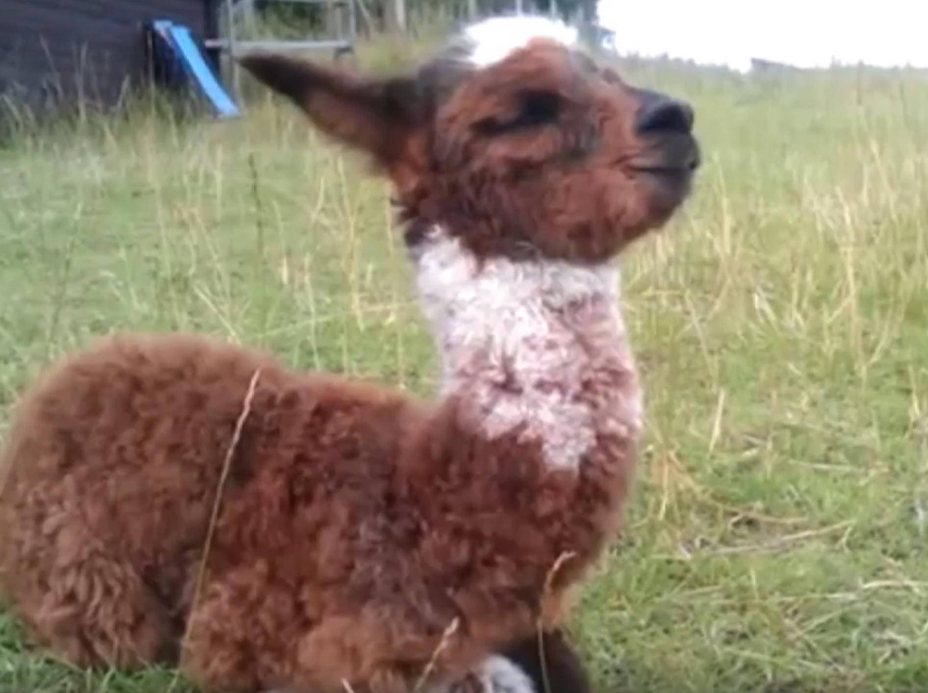 Gibt es etwas Süßeres als Baby-Alpakas? - Bild: YouTube / Inkari Alpaca
