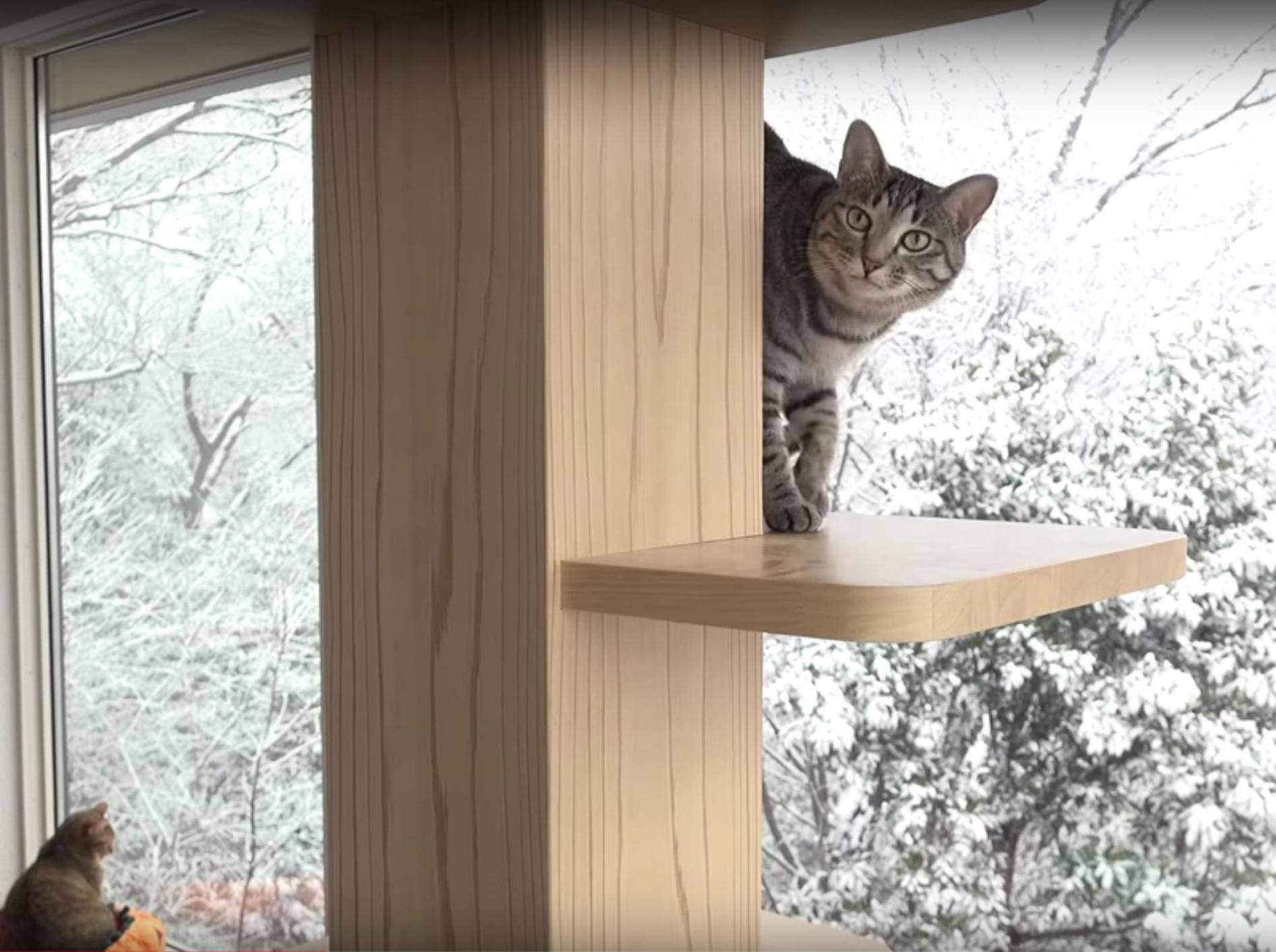 Schöne Aussichten für japanische Katzen-WG – YouTube / 10 Cats.+