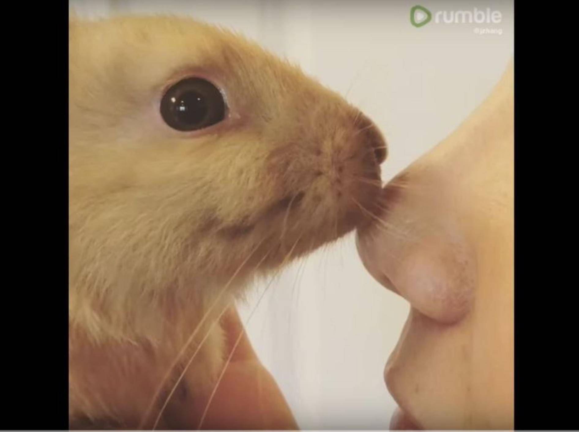 Zuckersüßes Kaninchenbaby gibt Nasenküsschen – YouTube / Rumble Viral