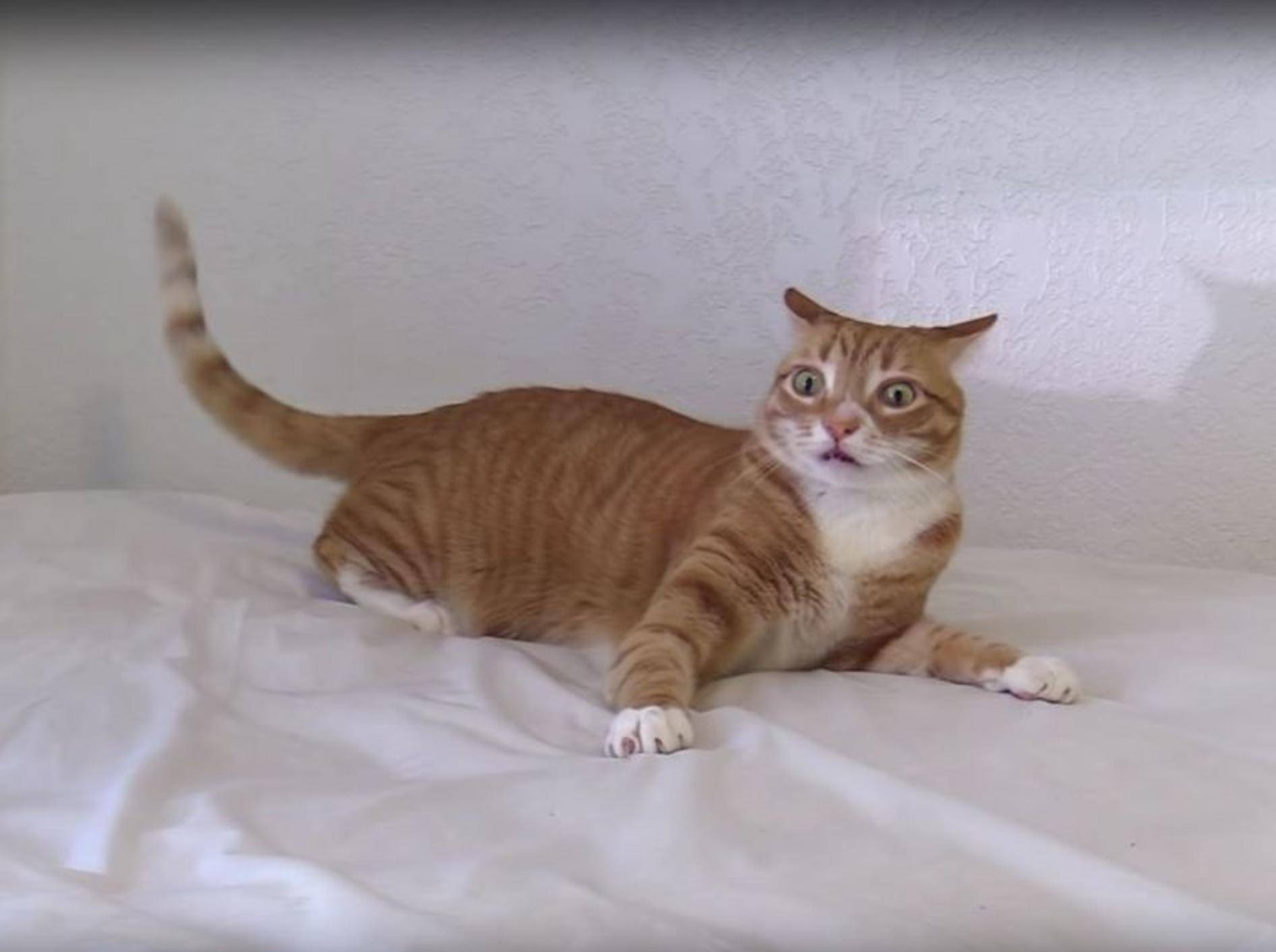 Ist Kater Marmalade etwa im Katzenminze-Rausch? – YouTube / Cole and Marmalade