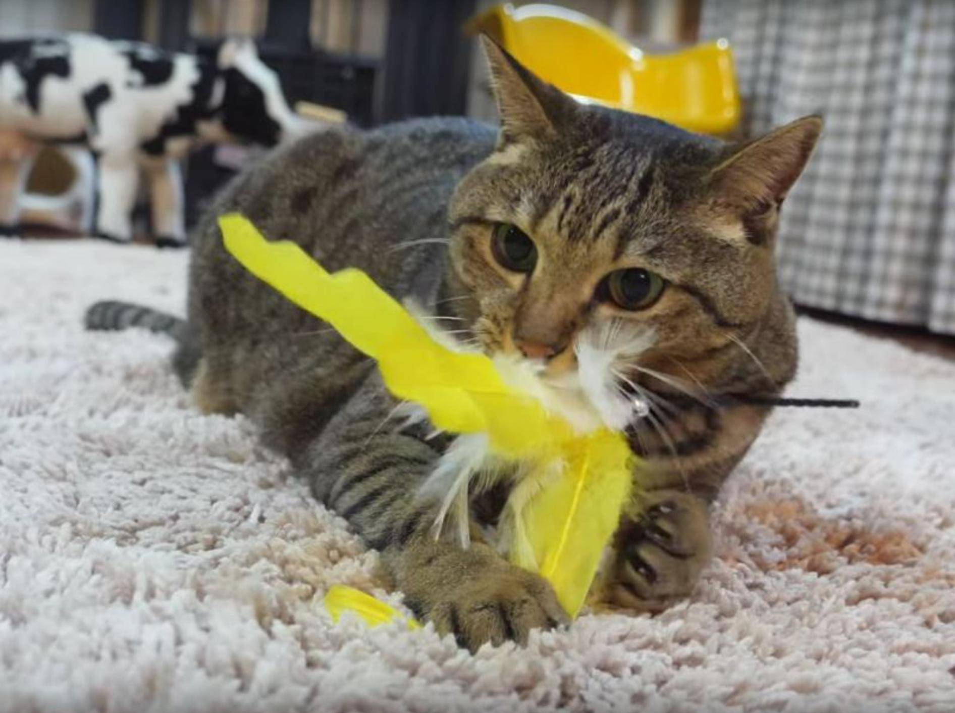 Katze Hana auf der Jagd nach dem Federspielzeug – YouTube / mugumogu