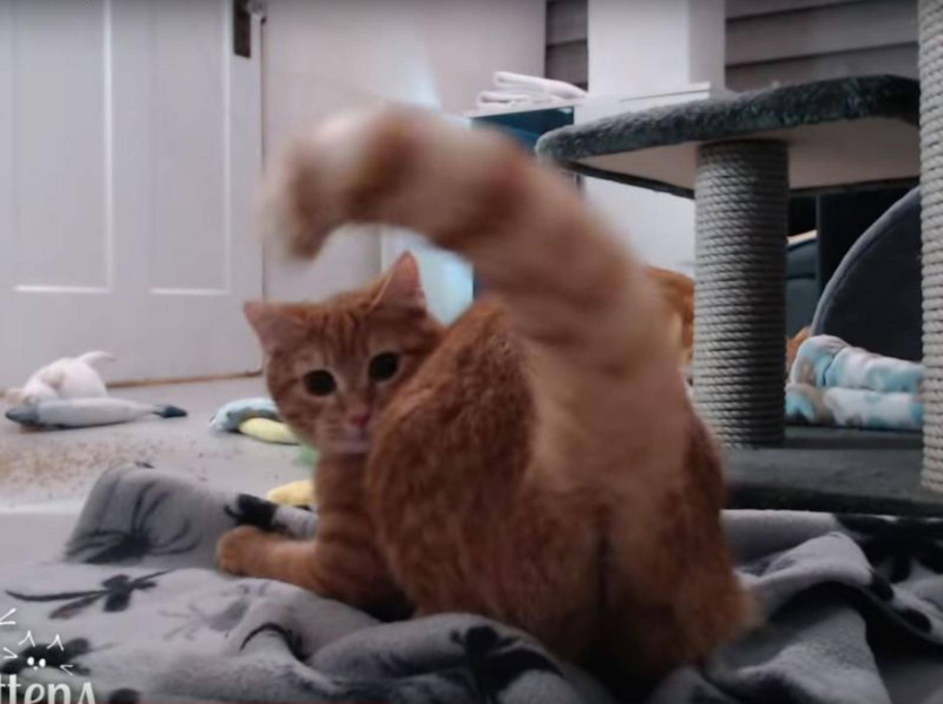 Katze Maddy jagt ihren eigenen Puschelschwanz – YouTube / TinyKittens HQ