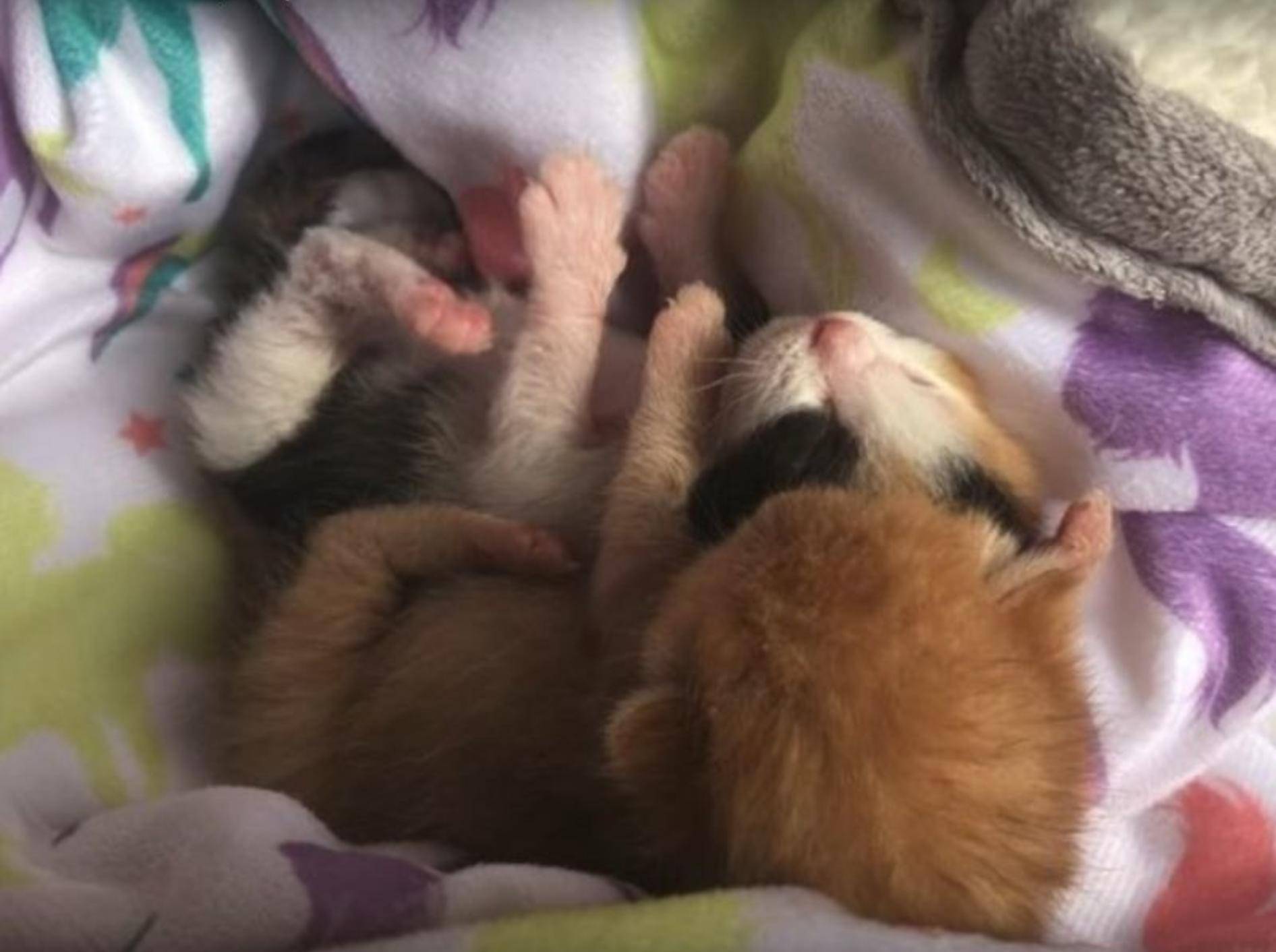 Geschwisterliebe: Diese beiden Katzenbabys können nicht ohne einander – YouTube / Love Meow