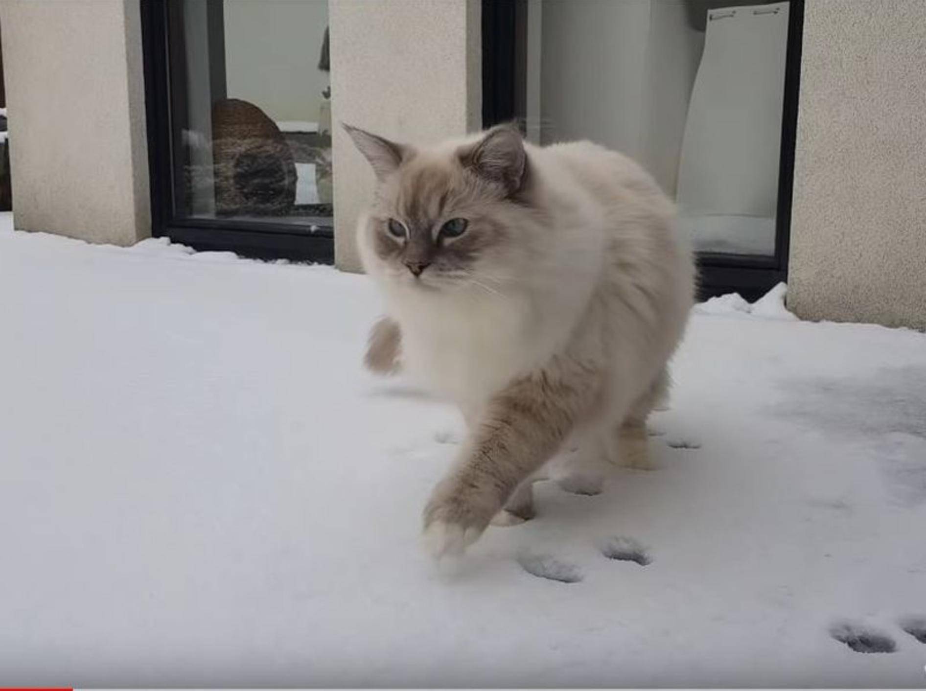 Ragdoll-Katerchen Toby sieht zum ersten Mal Schnee – YouTube / Xiedubbel