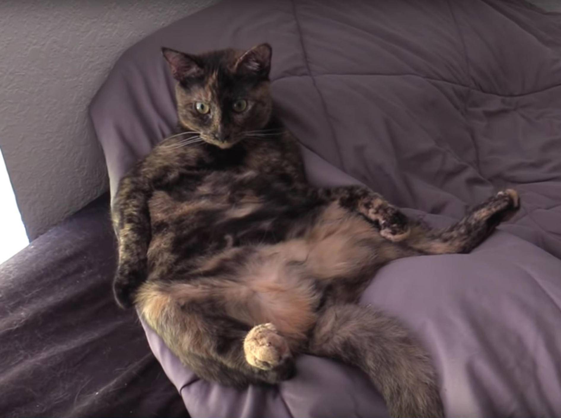 Schildpatt-Katze Jugg ist ganz vernarrt in ihre Lieblingsmenschen – YouTube / Cole and Marmalade