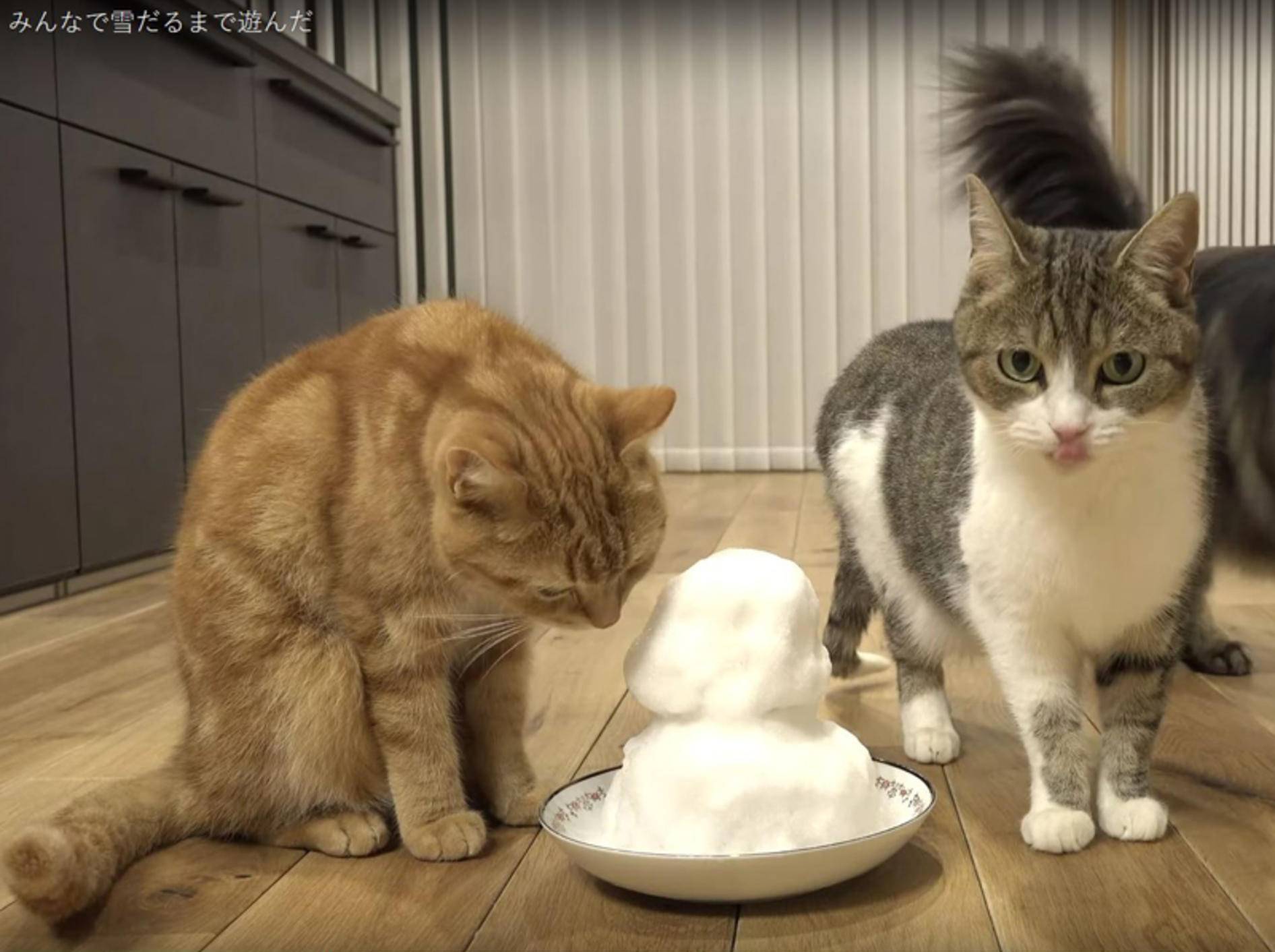 Ein Schneemann für die japanische Katzen-WG – YouTube / 10 Cats.+