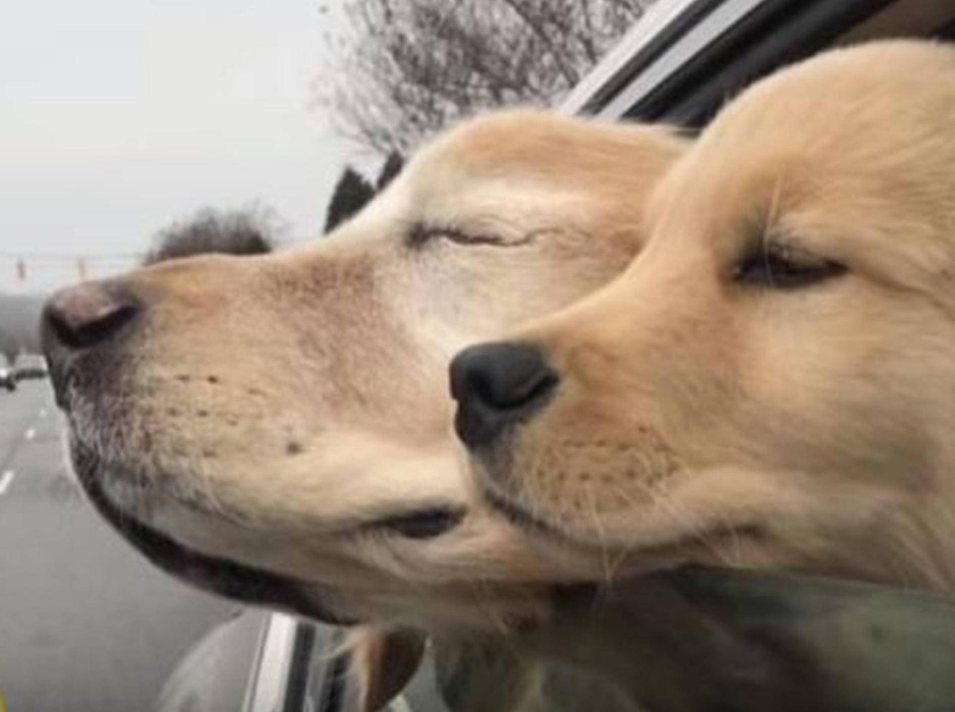 Golden Retriever Charlie ist blind und hat einen eigenen Blindenhund - Bild: YouTube / NBC10 Philadelphia