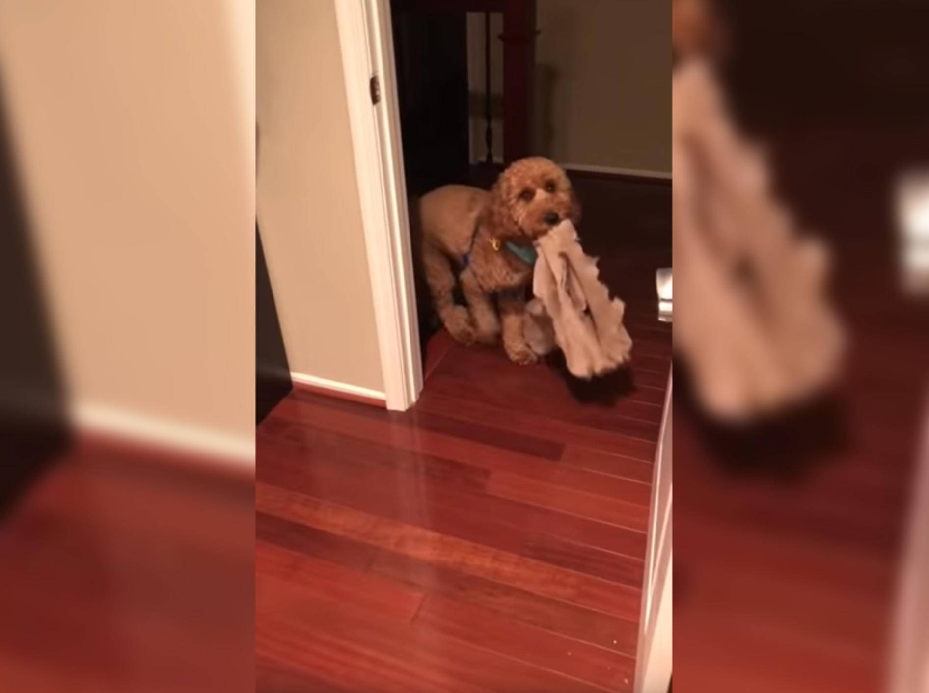 Ohne irgendeinen Gegenstand geht Hund Bentley nicht ins Bett - Bild: YouTube / Minidoodle Bentley