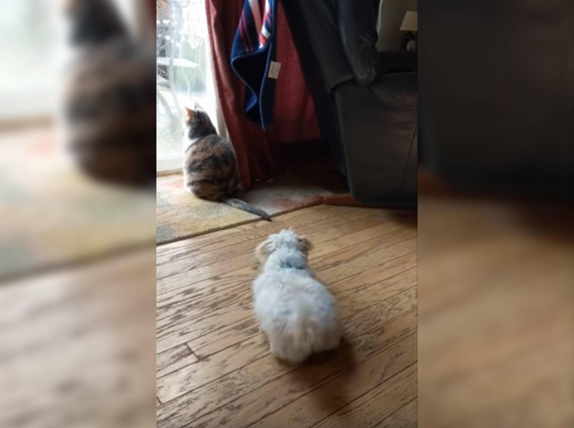 Dieser süße Welpe hat es auf den Schwanz seiner Katzen-Freundin abgesehen - Bild: YouTube / Rumble Viral