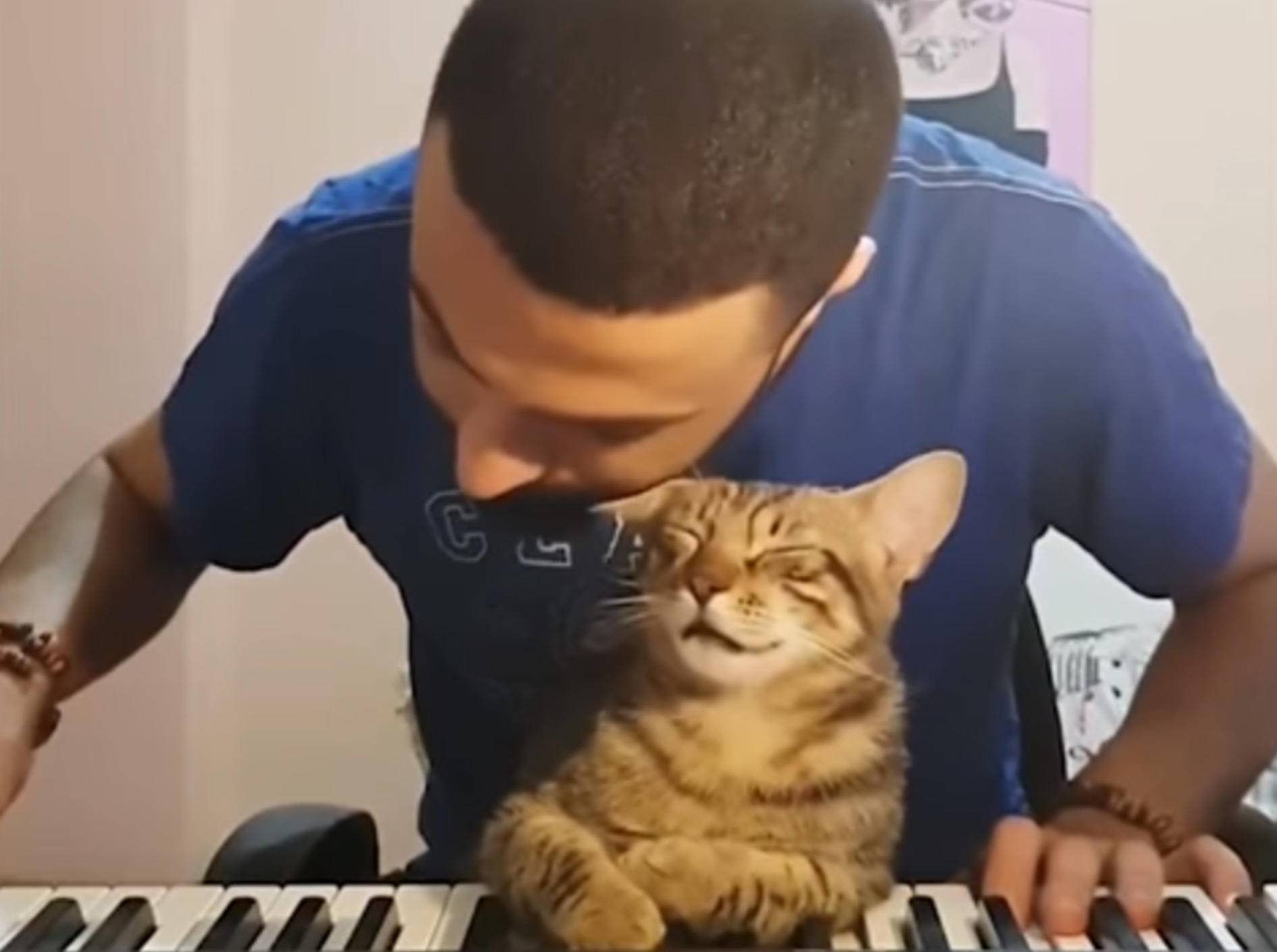 Diese Katze genießt das musikalische Ständchen ihres Besitzers - Bild: YouTube / 9GAG TV