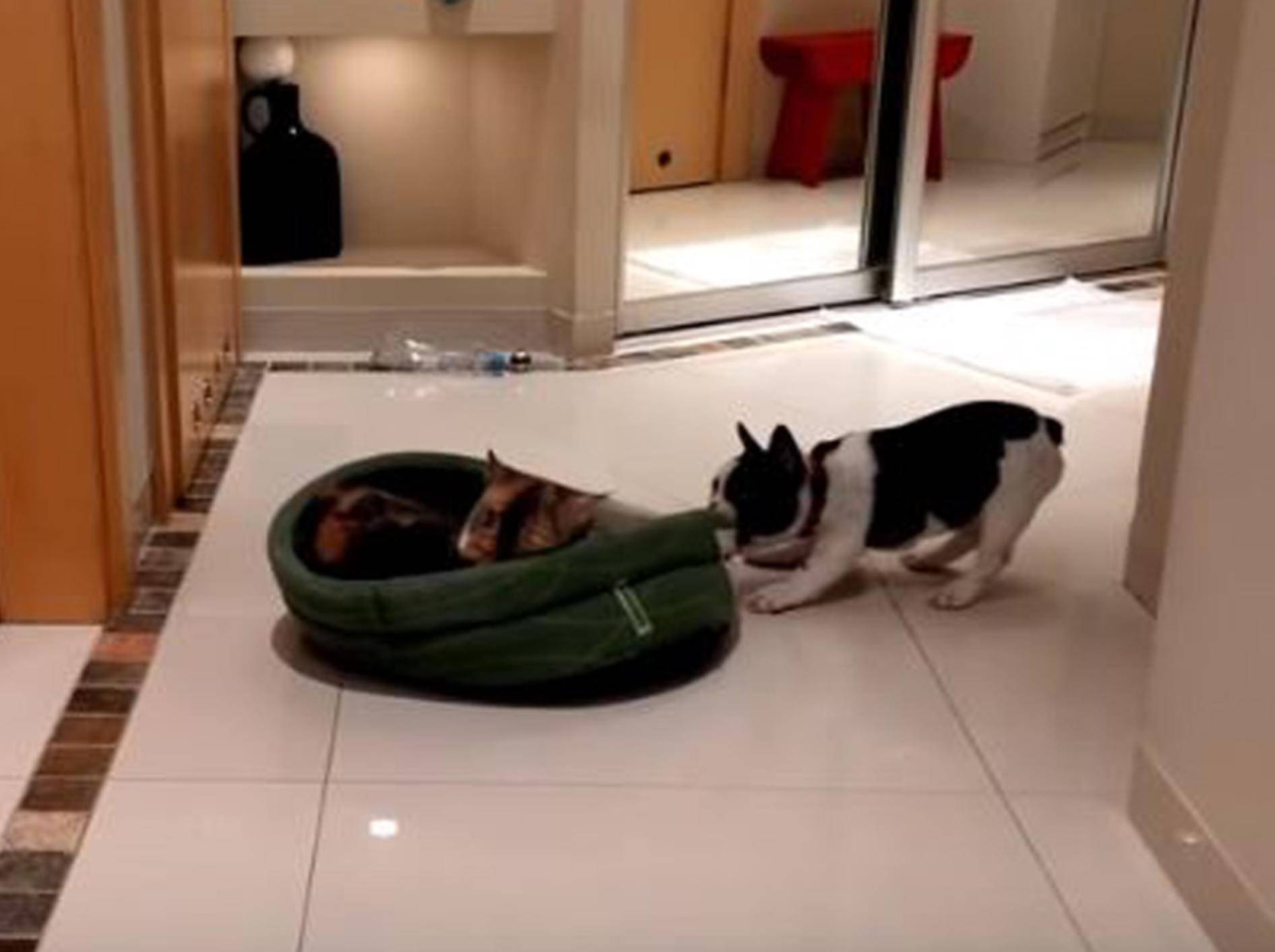 Dieser Hund versucht, sein Bett zurückzuerobern - Bild: YouTube / Rumble Viral