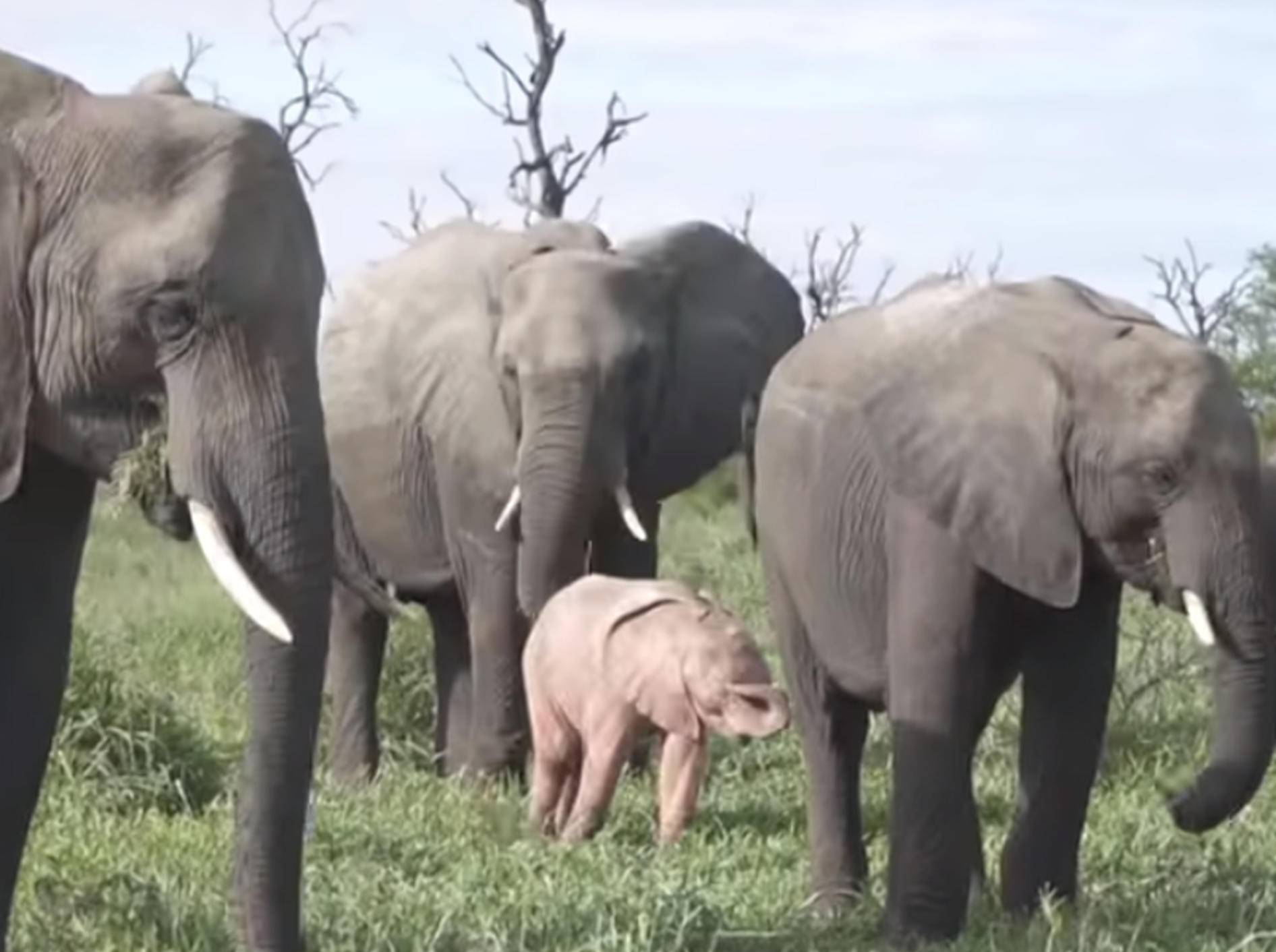 In Afrika bekamen Safari-Touristen ein rosa schimmerndes Elefanten-Baby zu Gesicht - Bild: YouTube / Caters Clips