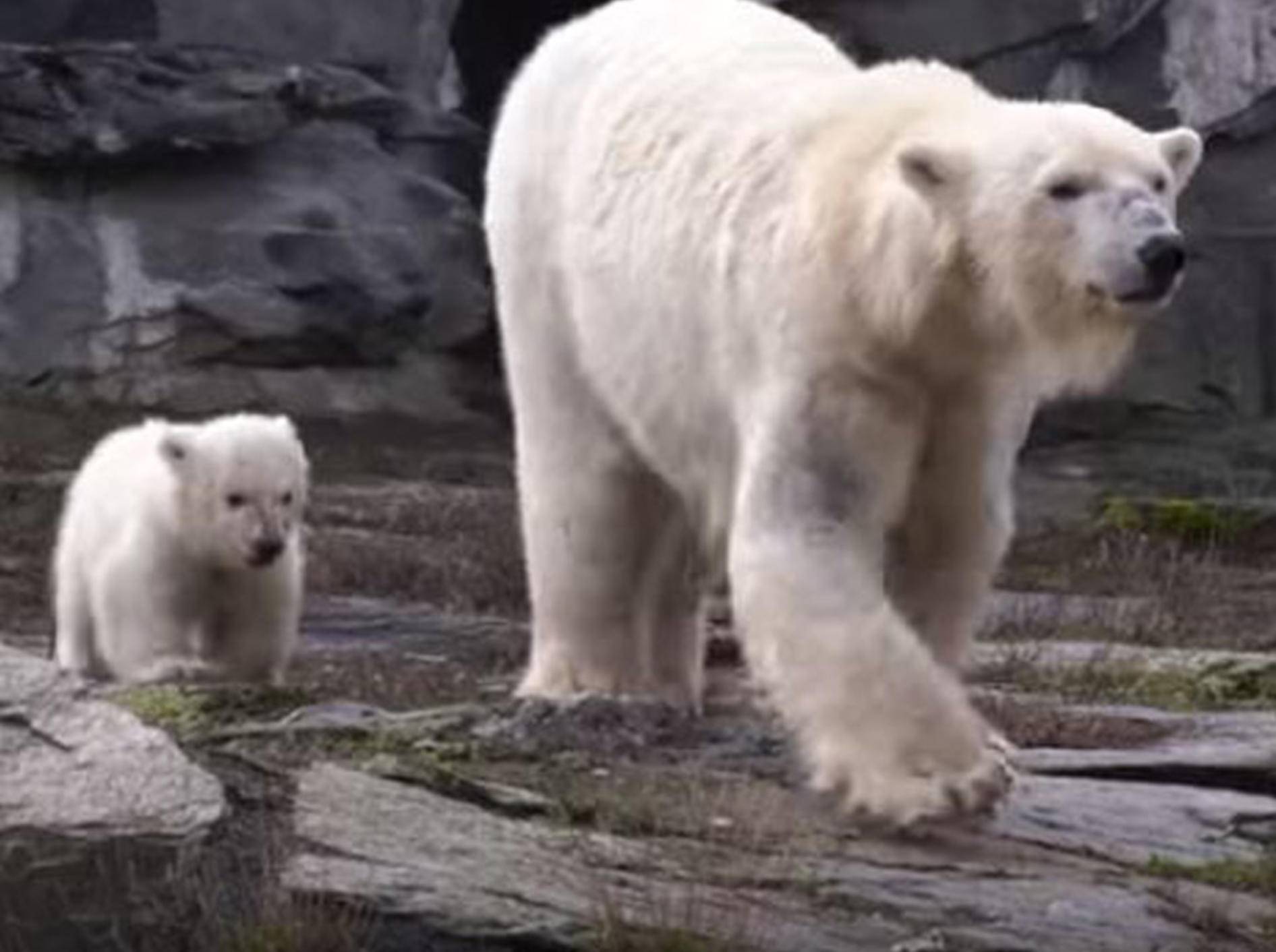 Der Berliner Tierpark freut sich über Eisbär-Nachwuchs - Bild: YouTube / Zoo und Tierpark Berlin