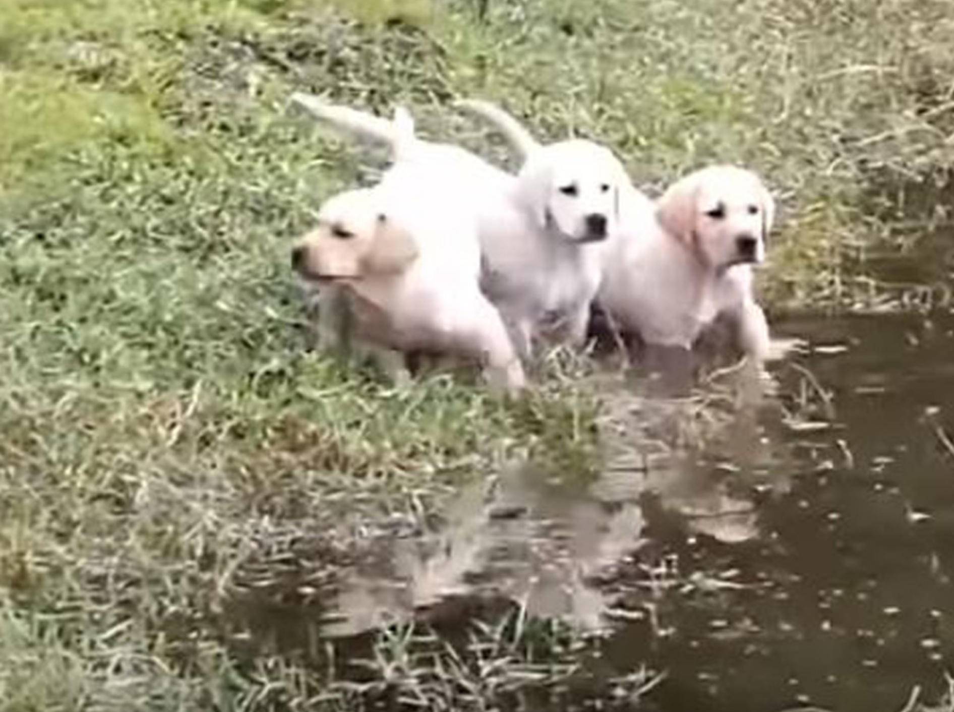 Diese süßen Welpen lernen von ihrem Papa das Schwimmen - Bild: YouTube / Rumble Viral