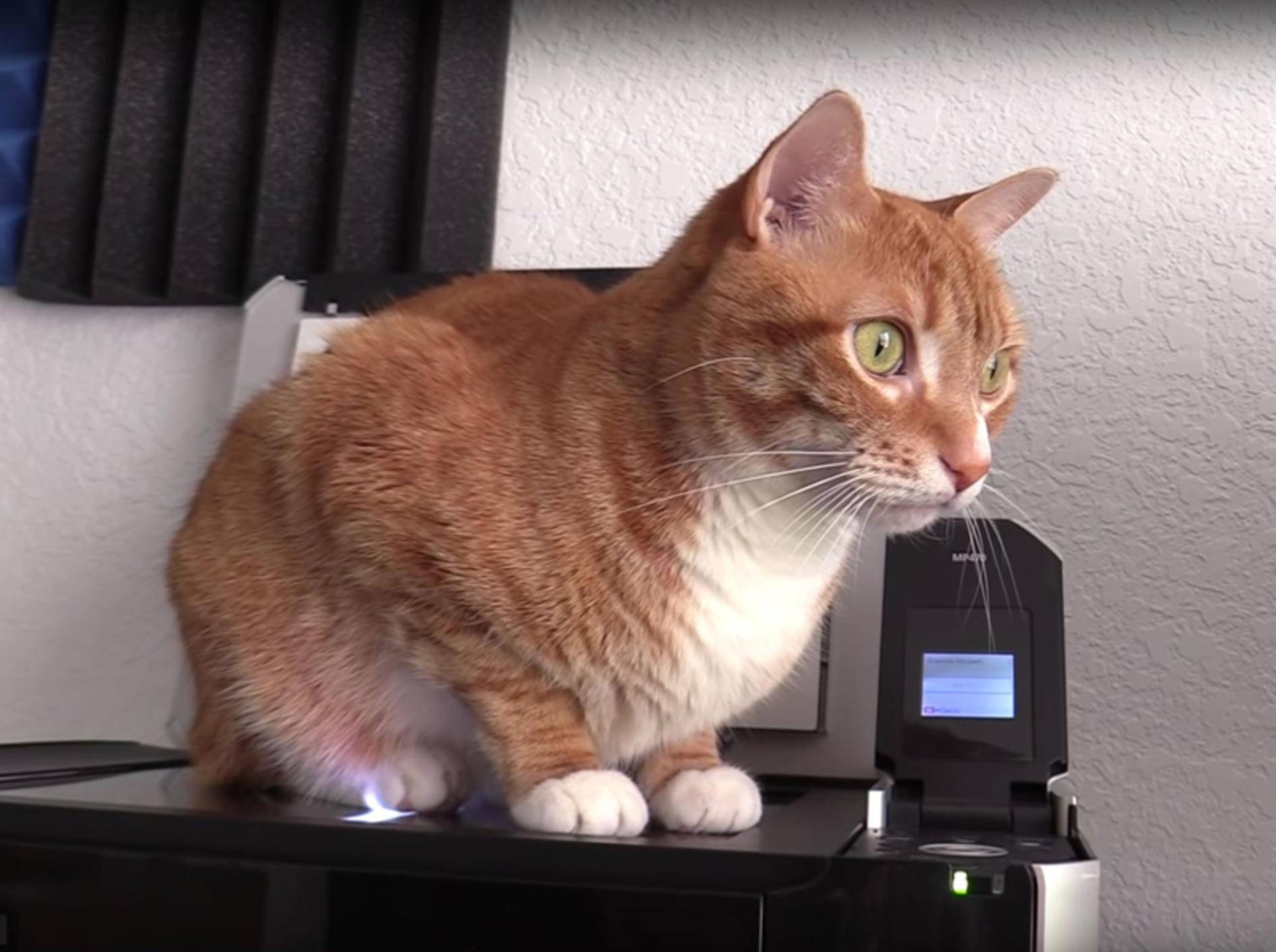 Katzen Jugg und Marmalade scannen ihre Plüschpopos – YouTube / Cole and Marmalade