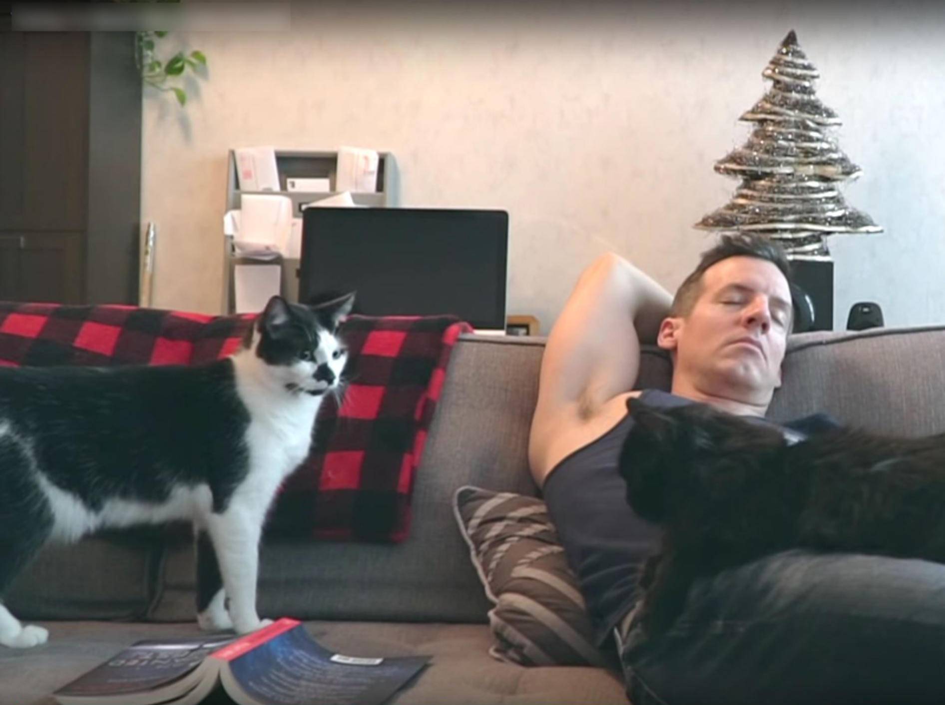 Katzen Shorty und Kodi stören ihr Herrchen beim Lesen – YouTube / Sho Ko