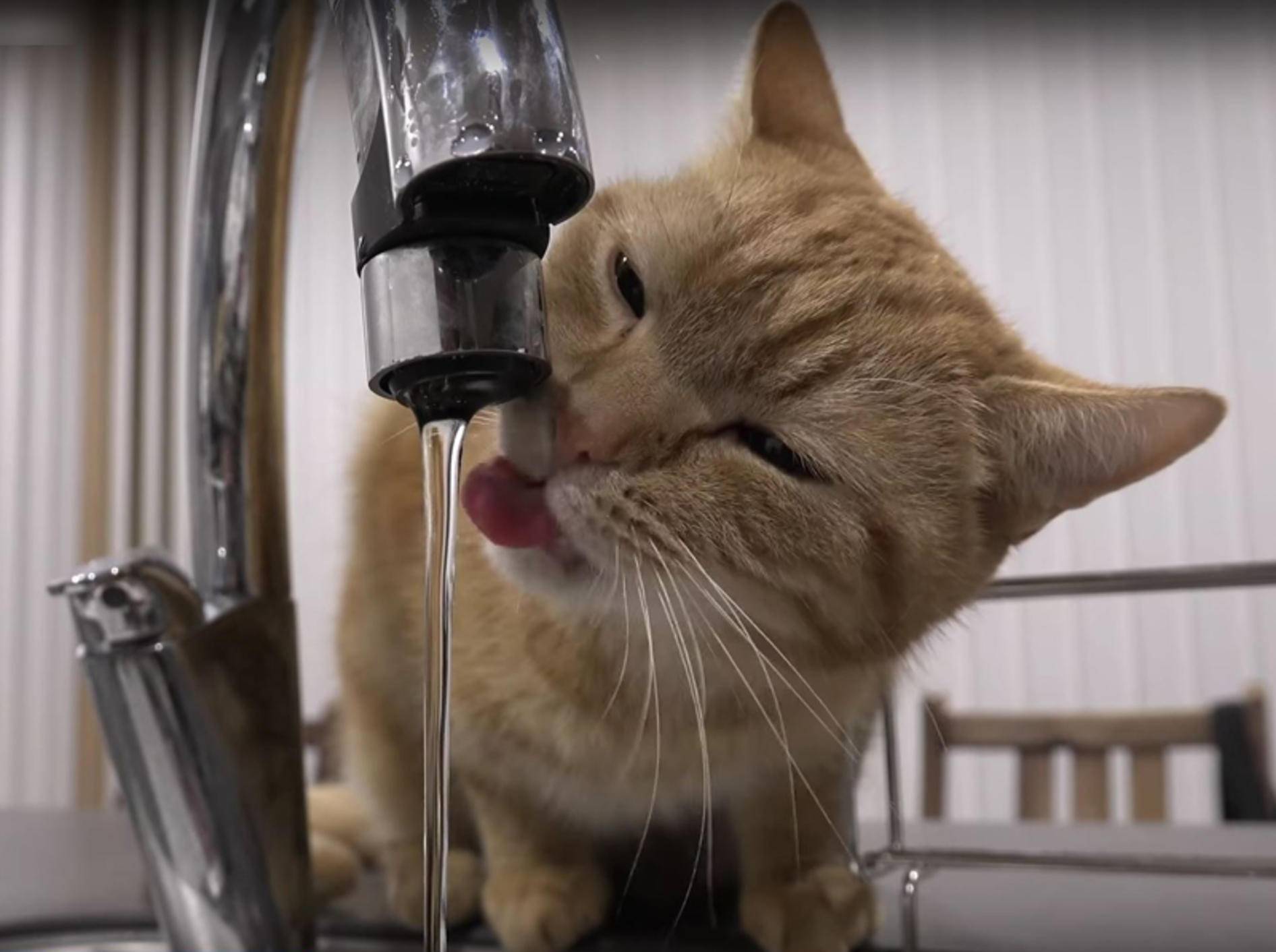 Bewohner von japanischer Katzen-WG stillen ihren Durst – YouTube / 10 Cats.+