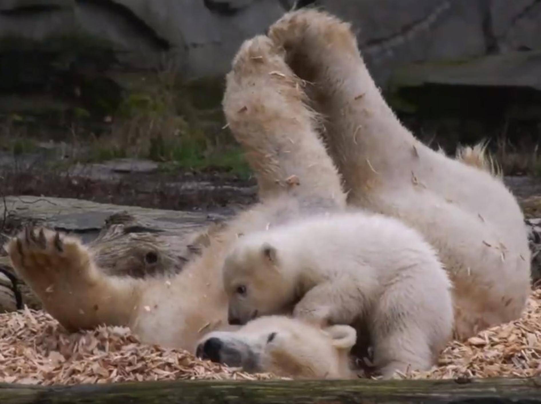 Eisbär-Baby Hertha wälzt sich mit Mama Tonja in Spänen - Bild: YouTube / Zoo und Tierpark Berlin