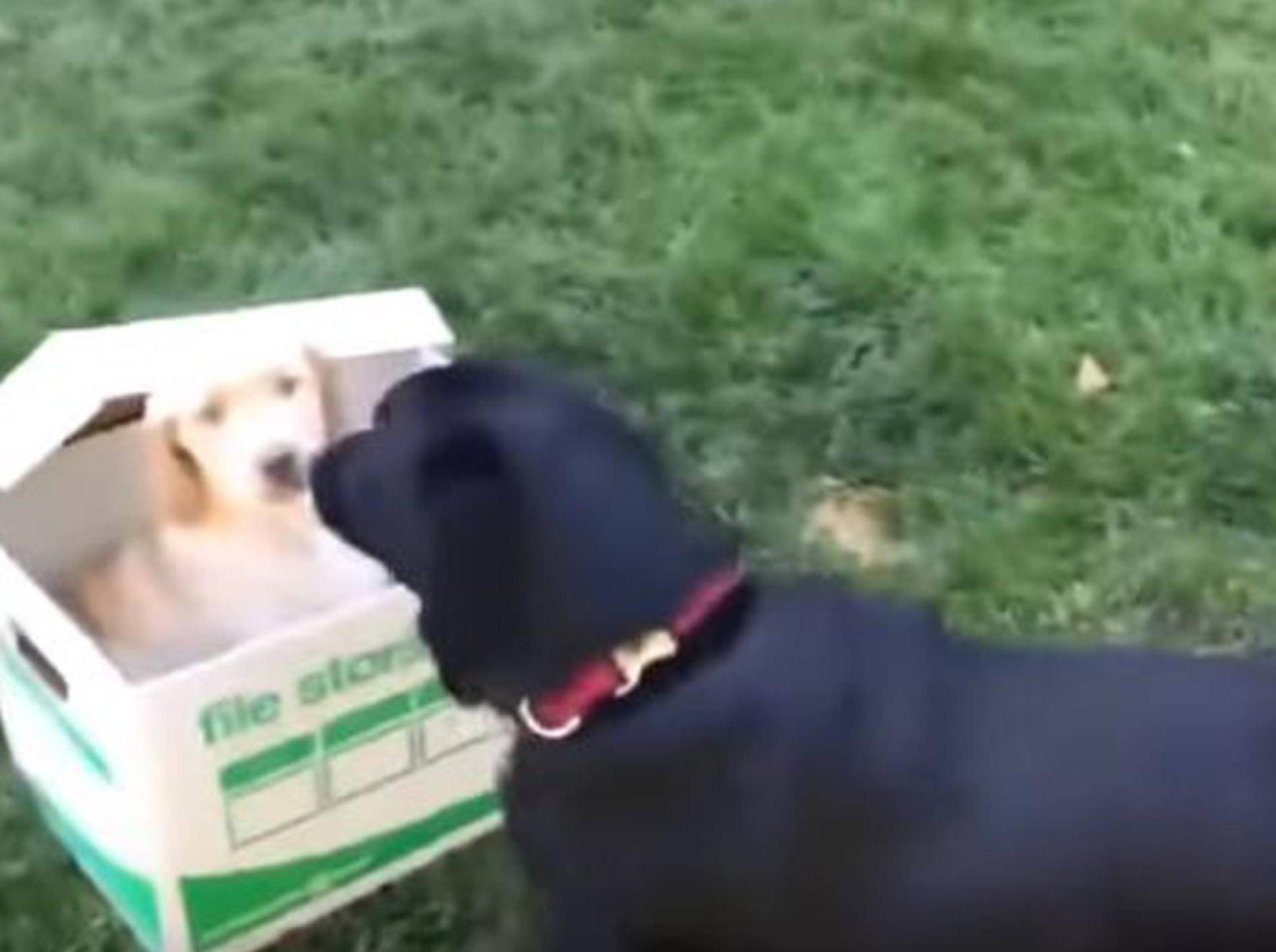 Die Freude über ein Geschwisterchen ist bei diesem Labrador groß - Bild: YouTube / RM Videos
