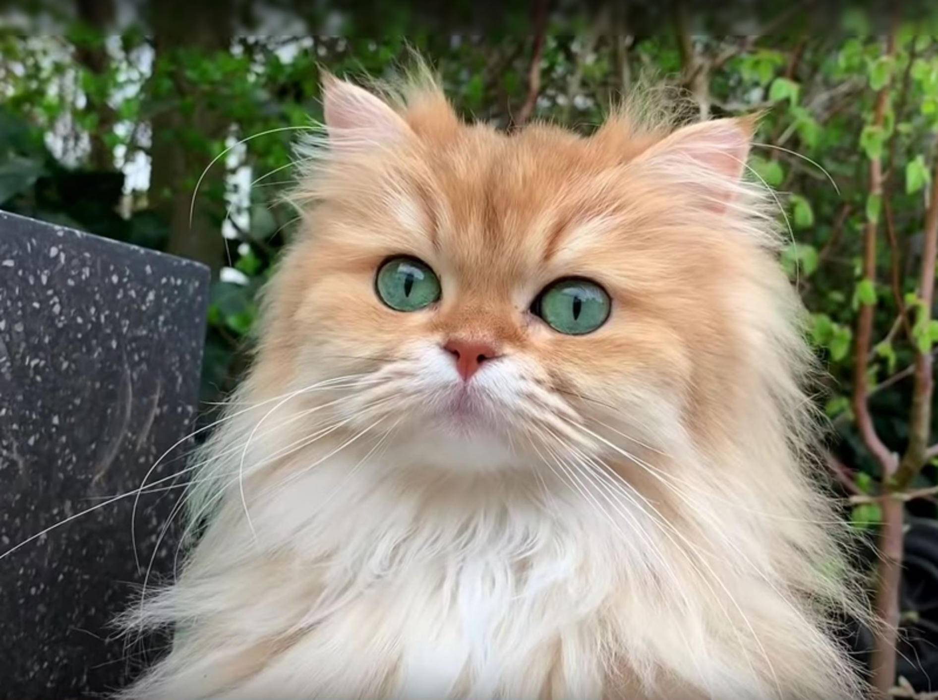 Flauschkatze Smoothie bei ihrem ersten Gartenausflug – YouTube / smoothiethecat