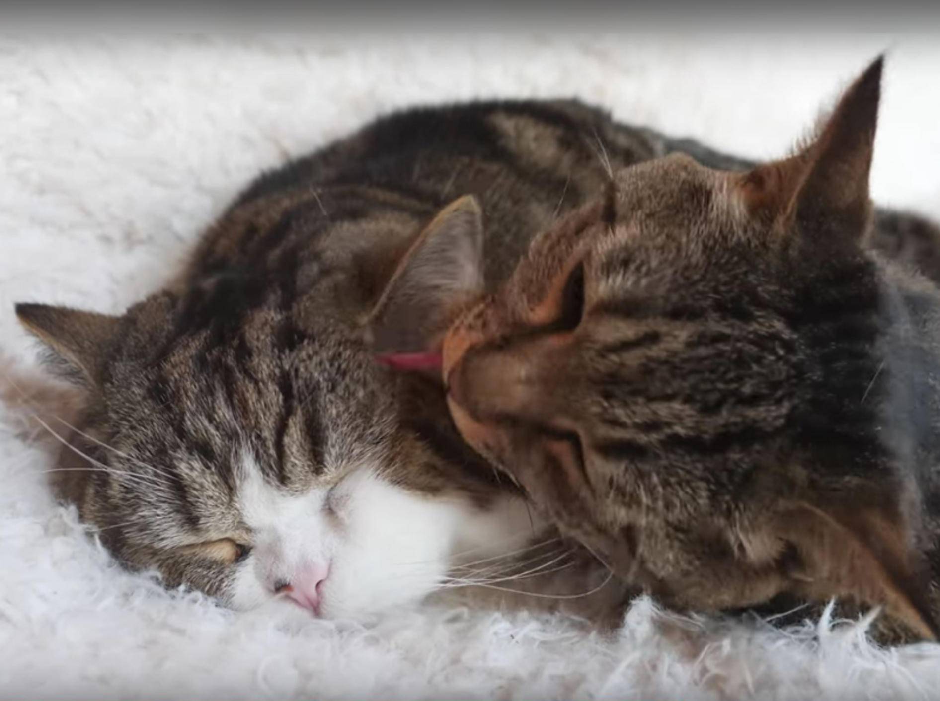 Katzenfreunde Maru und Hana veranstalten Kuschelputzparty – YouTube / mugumogu