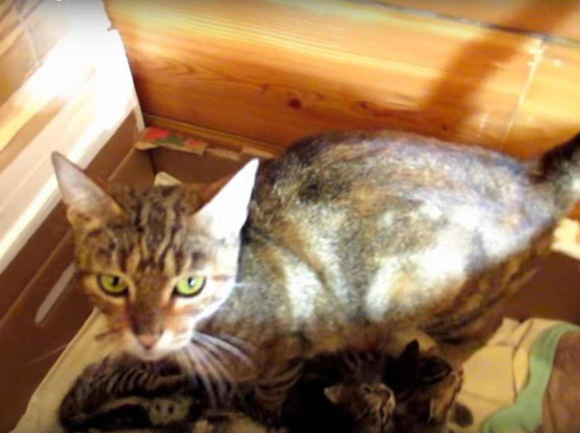 Gestatten: Katzenmama Hildy und ihre acht Katzenbabys! – YouTube / The Kits Cats