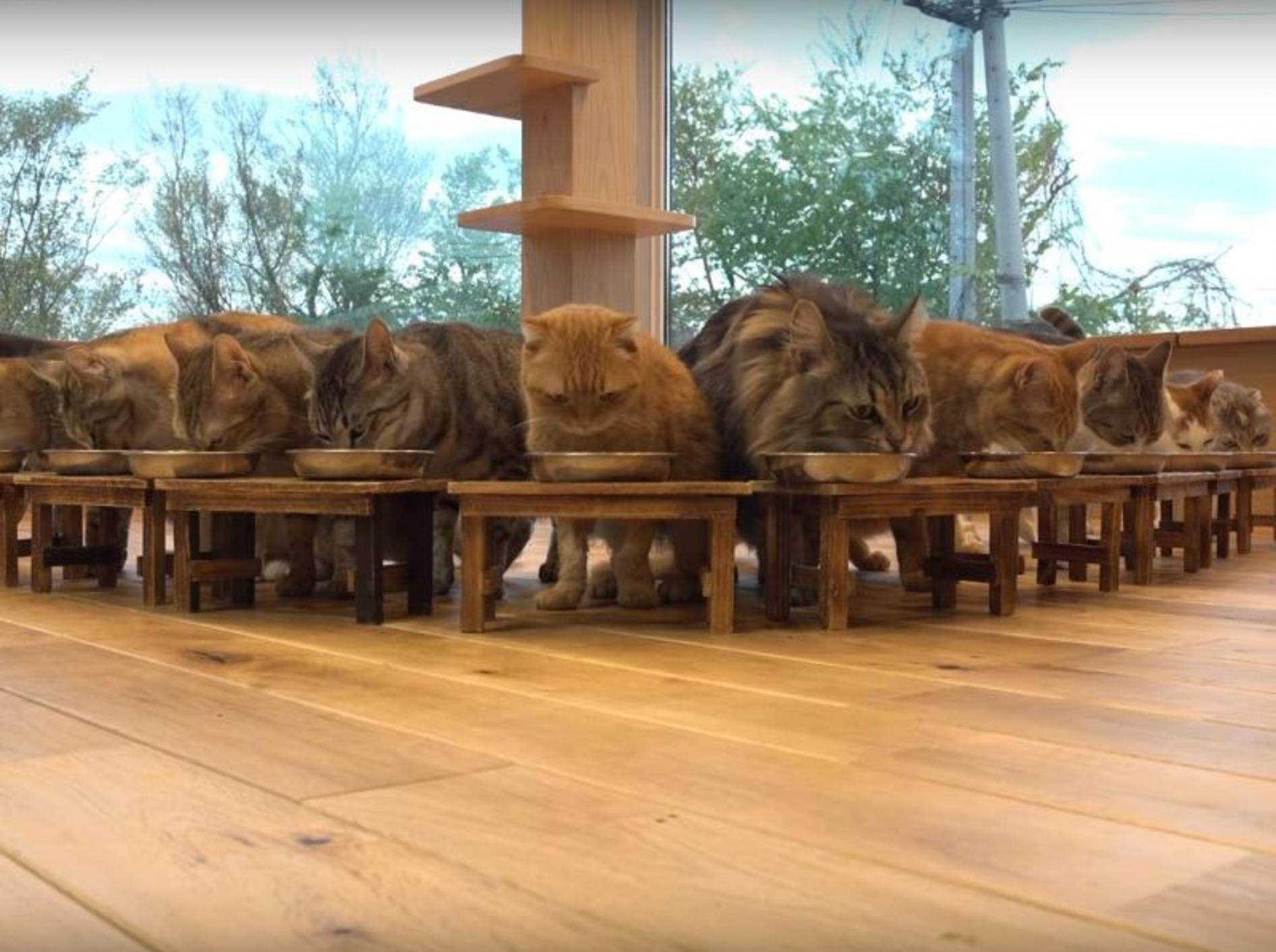 Vorstellungsrunde: So heißen die Bewohner der japanischen Katzen-WG – YouTube / 10 Cats.+
