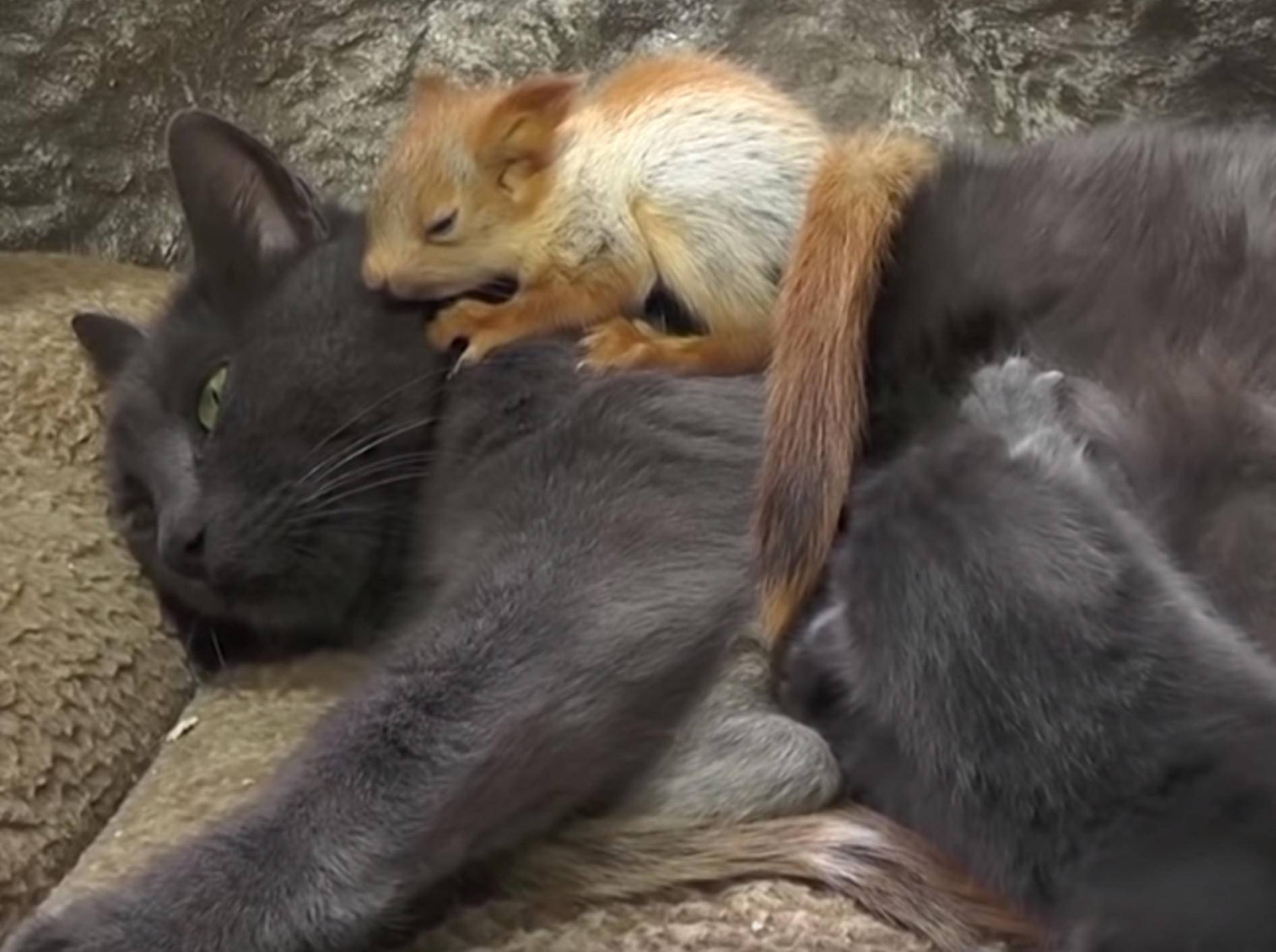 Katze Puscha kümmert sich liebevoll um vier verwaiste Eichhörnchen-Babys - Bild: YouTube/euronews (deutsch)