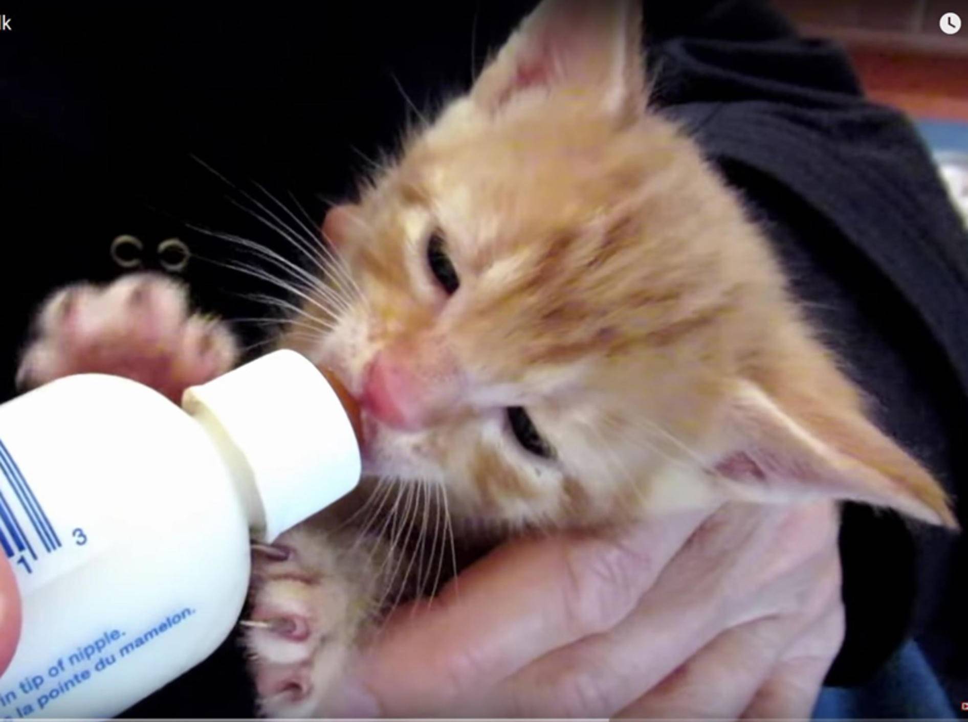 Katzenbaby Alfred genießt sein Fläschchen – YouTube / The Kits Cats
