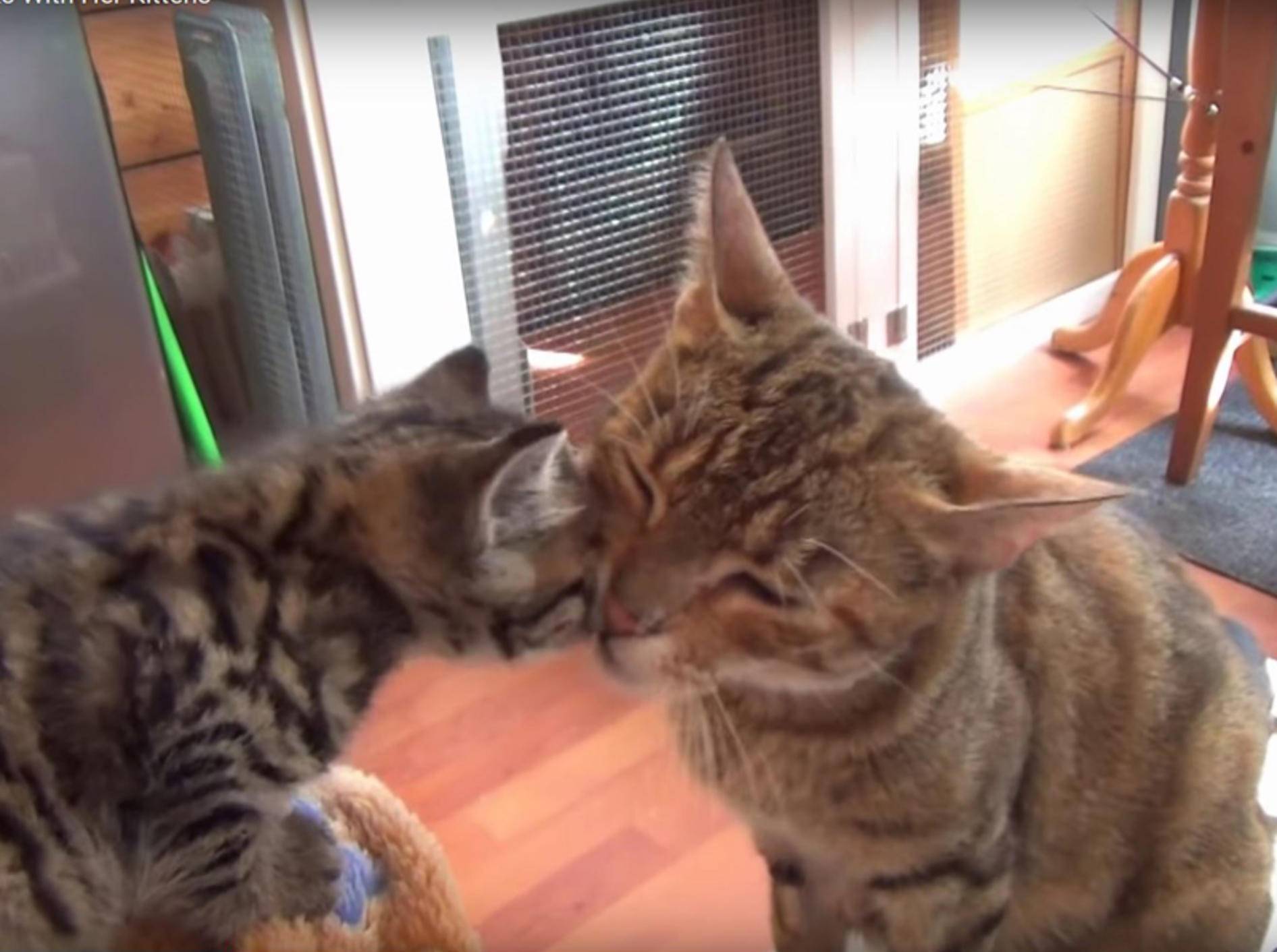 Katzenmama Hildy beim Plausch mit ihren Babys – YouTube / The Kits Cats