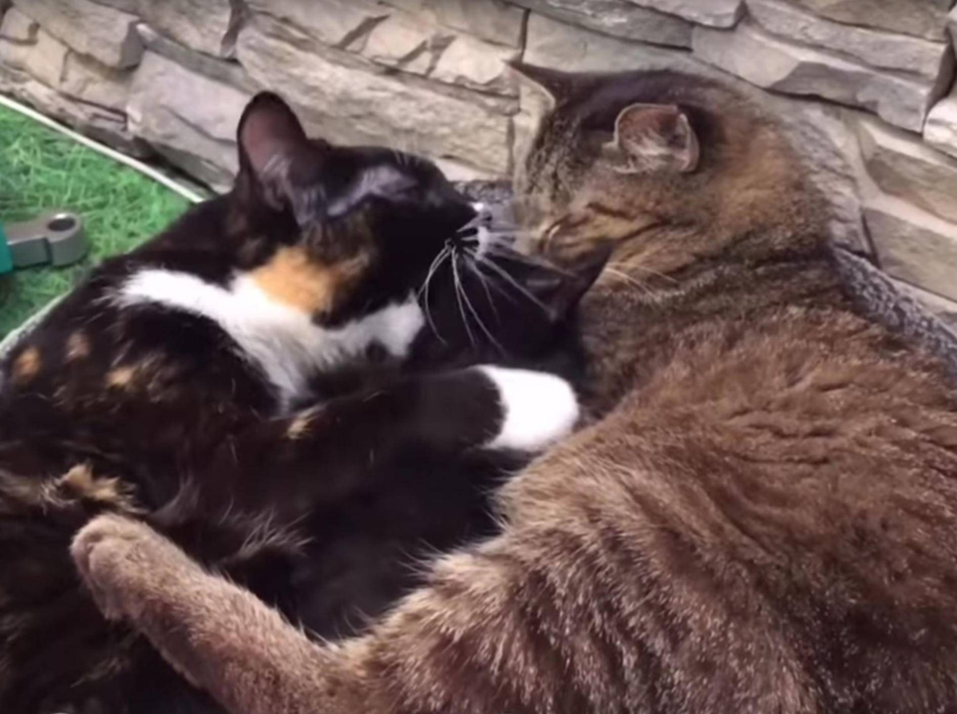 Katzenopa Mason kuschelt mit seiner Freundin Aura und Katzenbabys – YouTube / TinyKittens HQ
