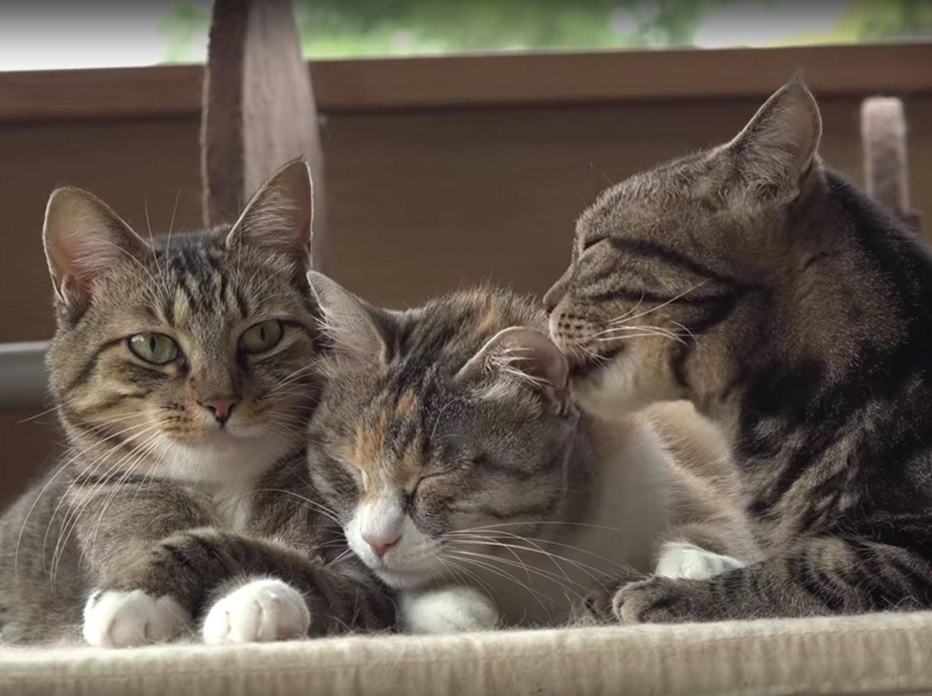 Wellness-Session in japanischer Katzen-WG – YouTube / 10 Cats.+
