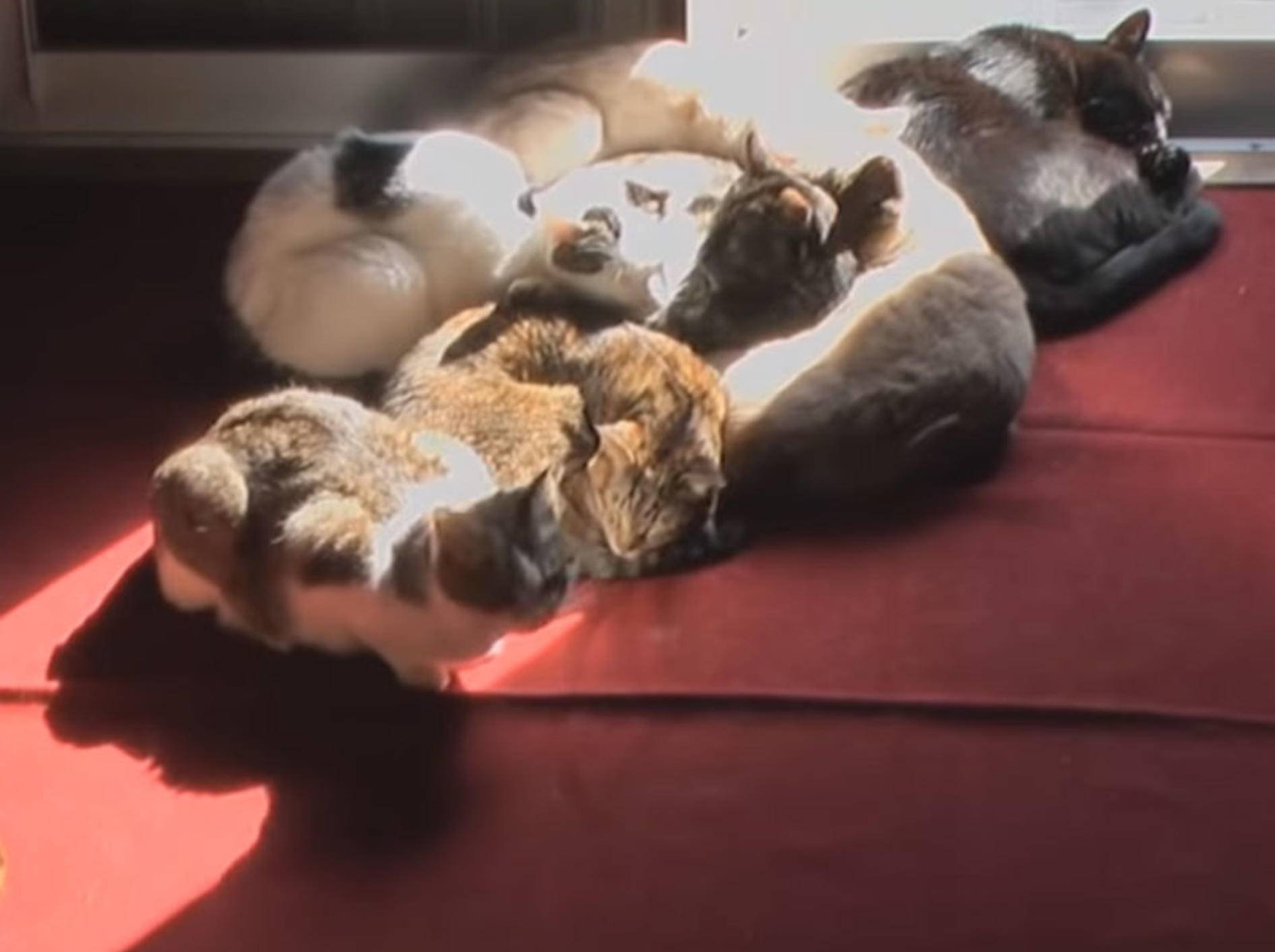 Diese Samtpfoten genießen die Sonnenstrahlen, die ins Zimmer dringen - Bild: YouTube / Mieze Cat