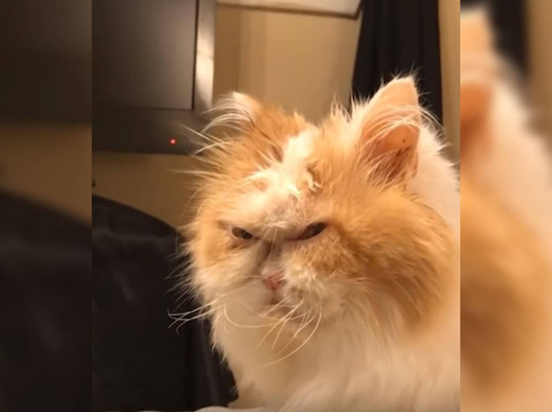 Tritt Perser Louis in die Fußstapgen von Grumpy Cat? - Bild: YouTube / Caters Clips