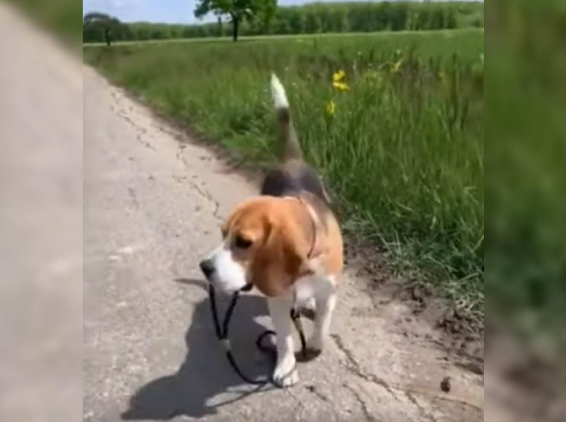 "Selbst ist der Hund", scheint sich dieser Beagle zu denken - Bild: YouTube / Rumble Viral