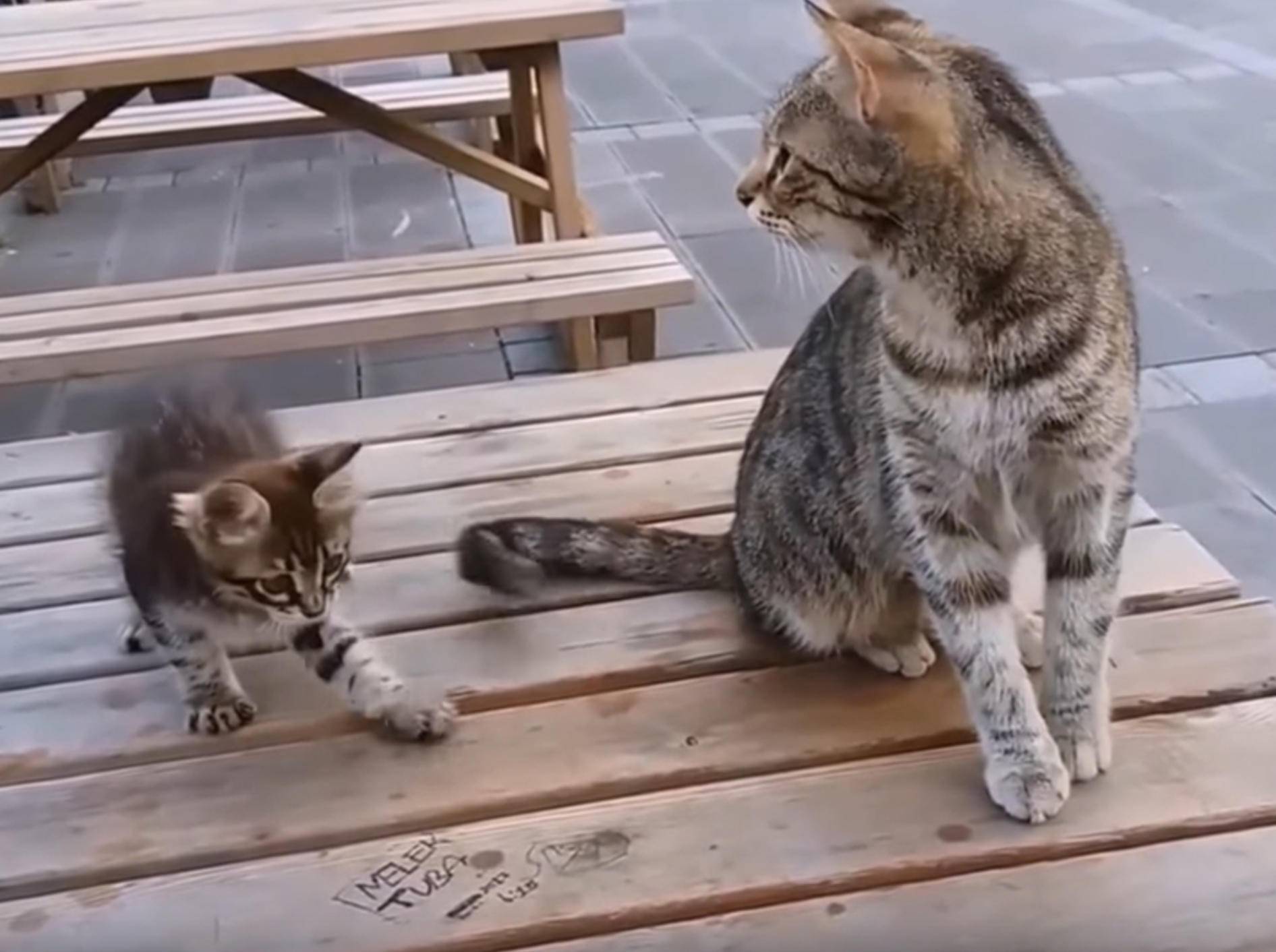 Dieses verspielte Katzenbaby hat es faustdick hinter den Ohren - Bild: YouTube / meowmeow