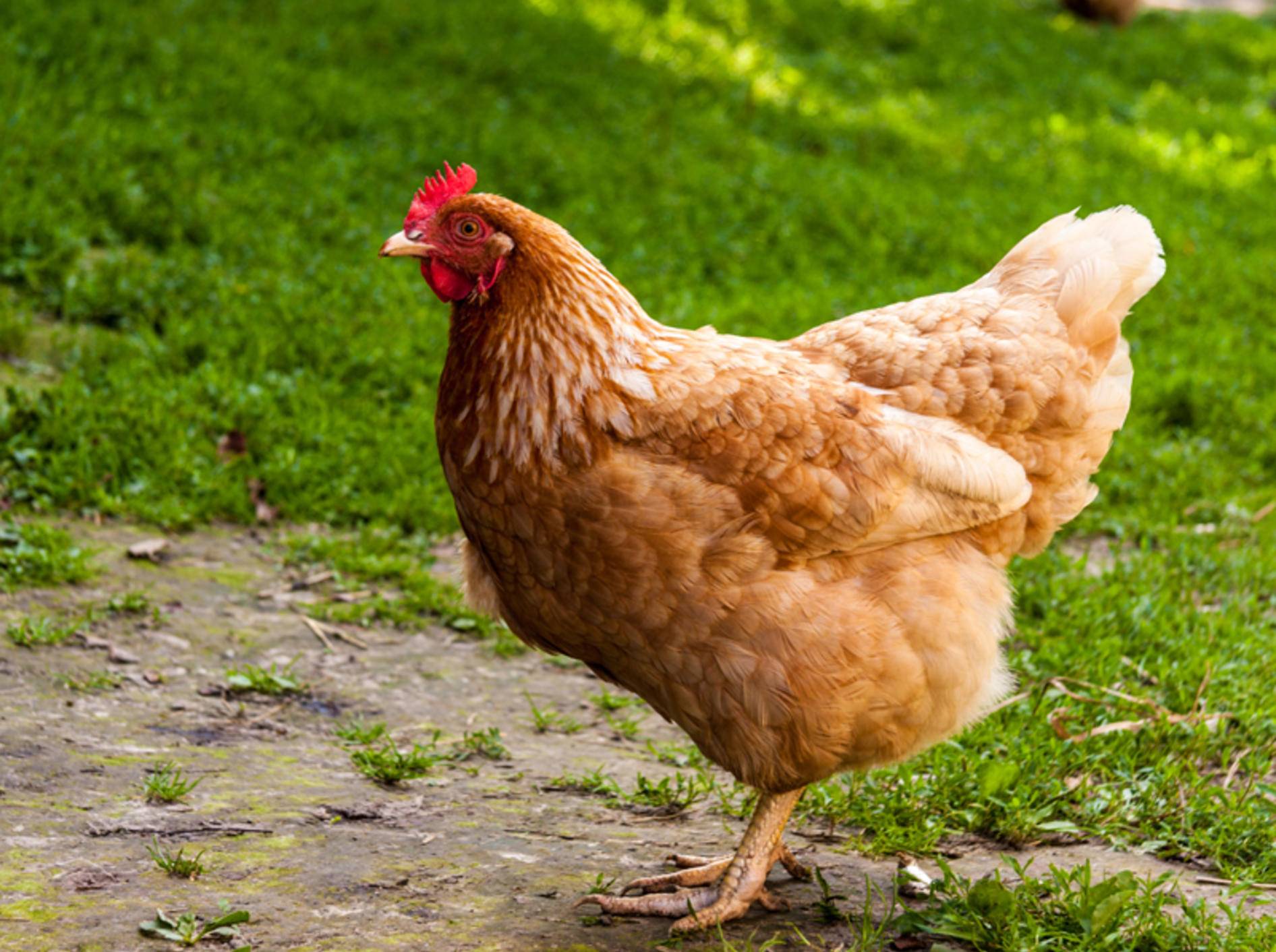 Was gibt es bei der Hühnerhaltung eigentlich zu beachten? - Bild: Shutterstock / TaFaN