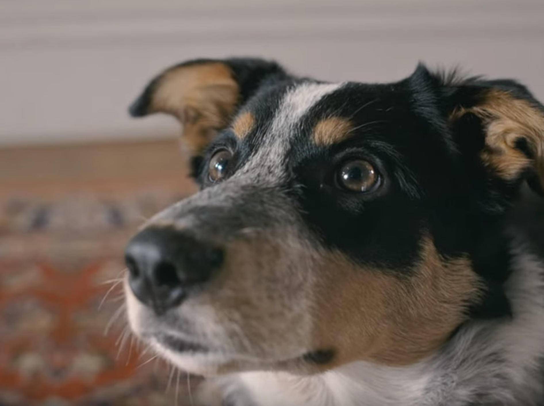 Passivrauchen schadet Hunden, Katzen und Co. - Bild: YouTube / Quitline New Zealand