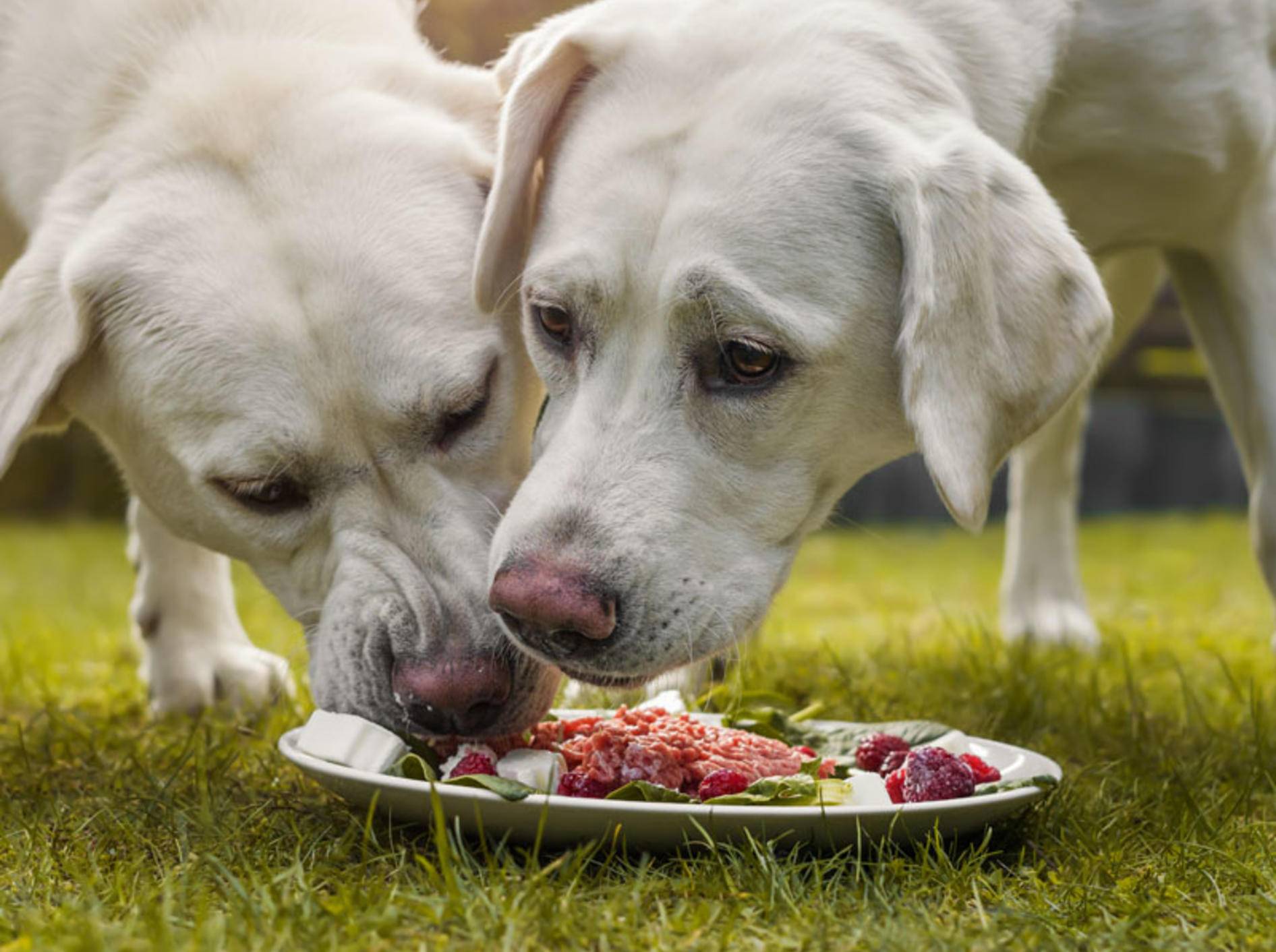 Barfen: ja oder nein? Was spricht für und was gegen die Frischfleischernährung von Hunden?- Bild: Shutterstock / manushot